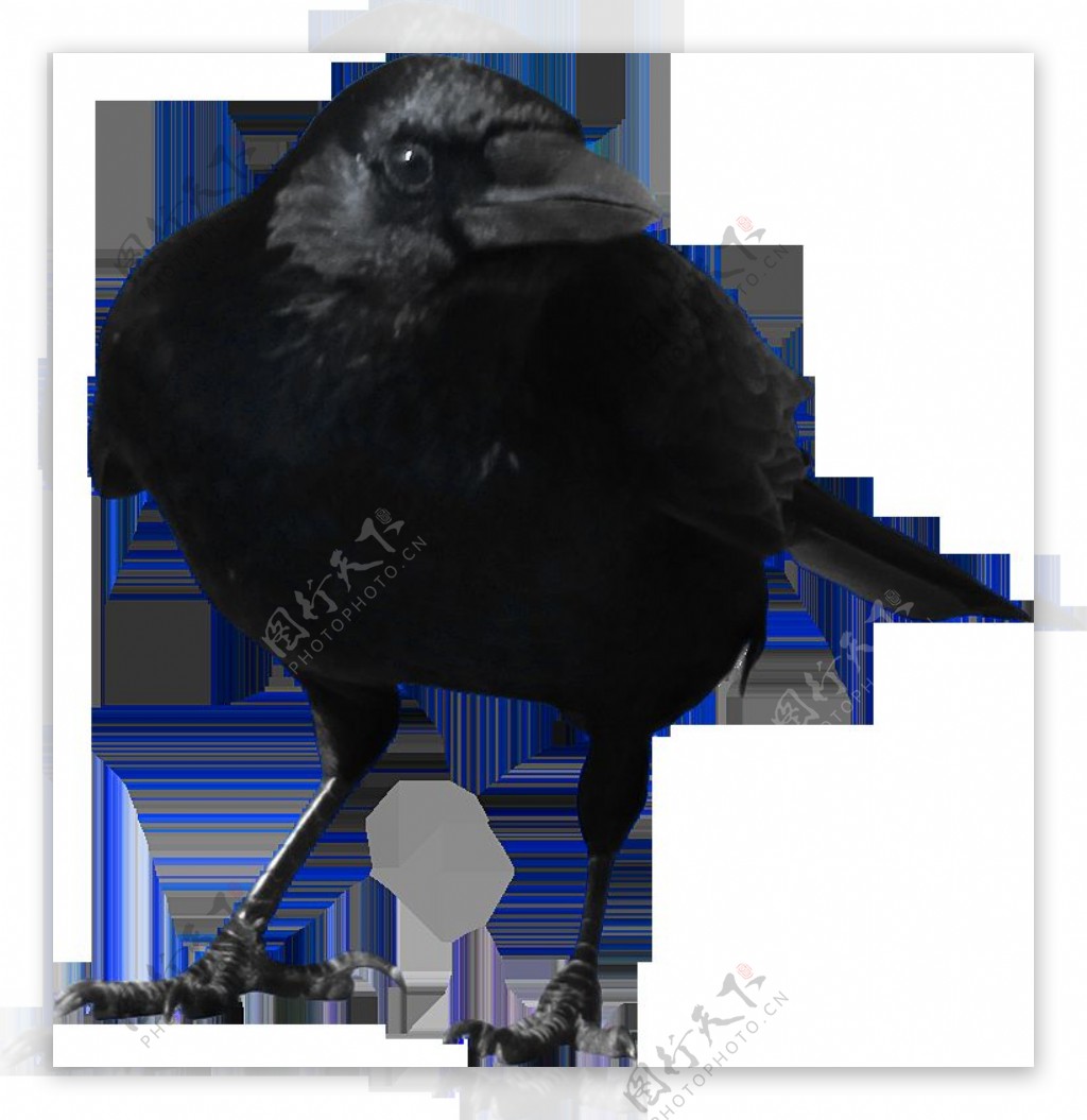 正面站立的乌鸦图片免抠png透明图层素材