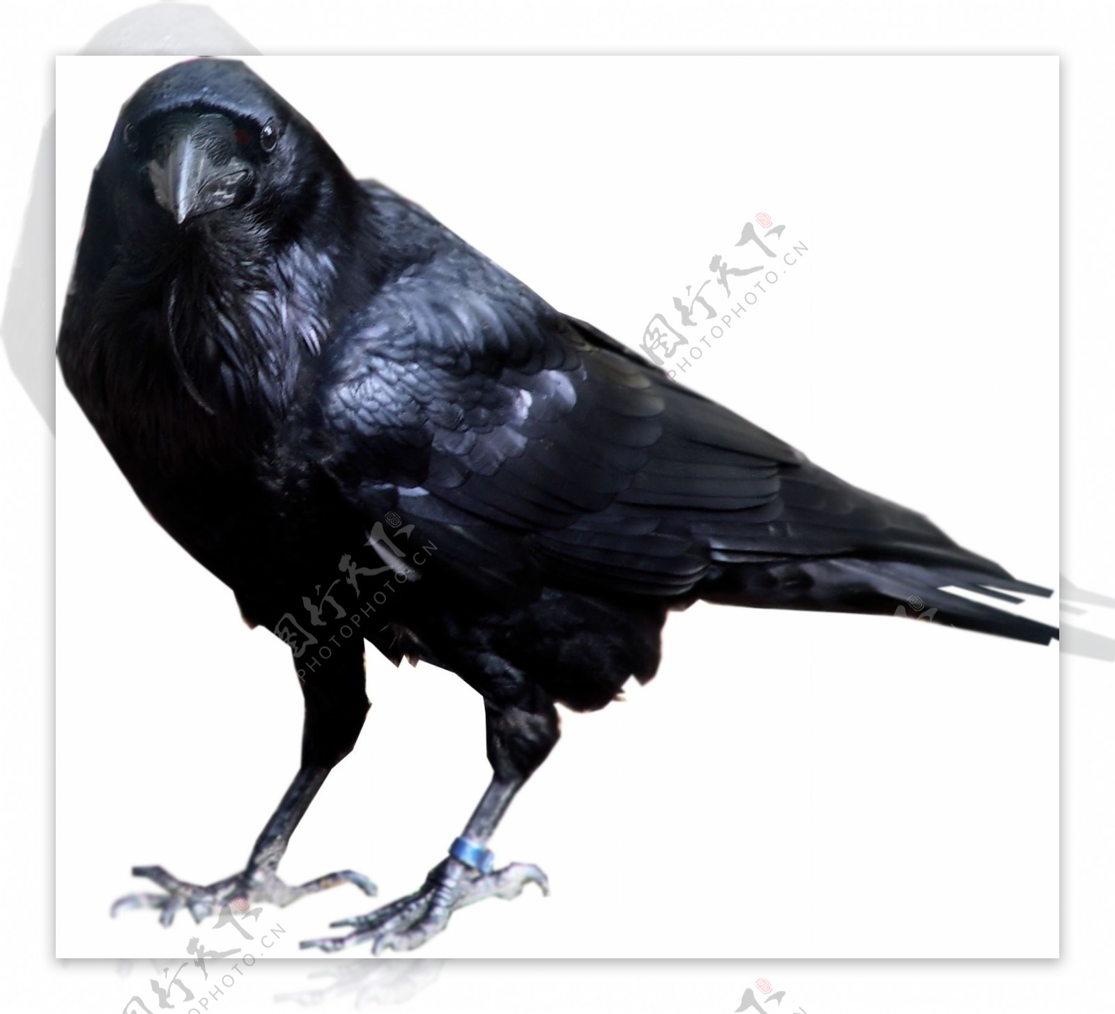 黑色羽毛的乌鸦图片免抠png透明图层素材