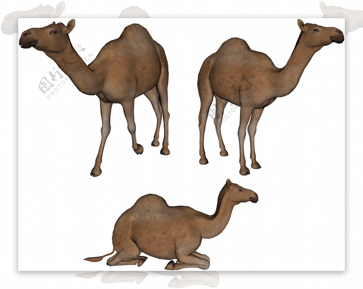 不同姿态骆驼图片免抠png透明图层素材