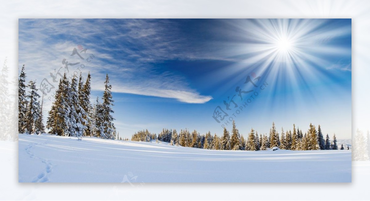 冬天雪景雪松图片