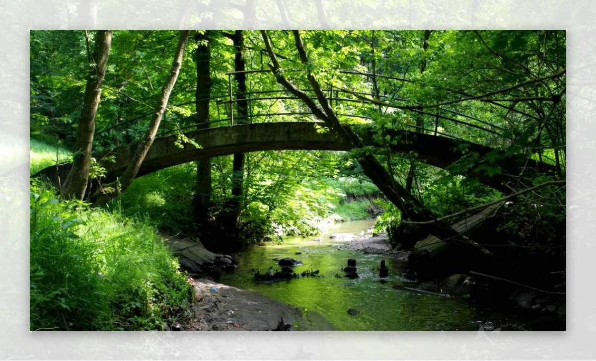 树林中小桥流水清新景色大自然树木生长环境保护高清延时实拍