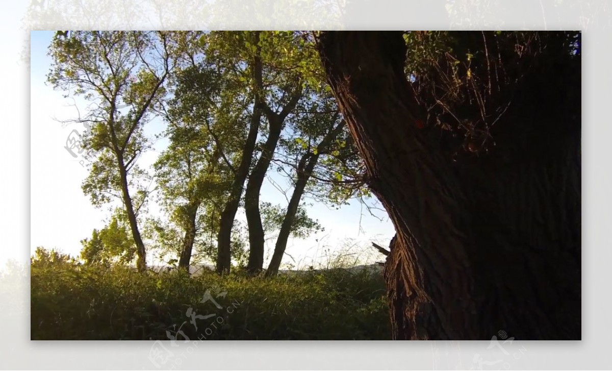 大自然树木优雅特写风吹摇摆环境保护森林阳光高清视频实拍