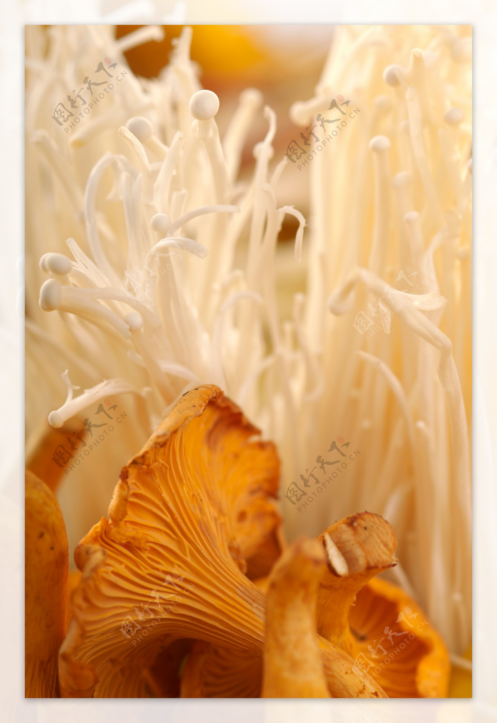 金针菇与蘑菇图片