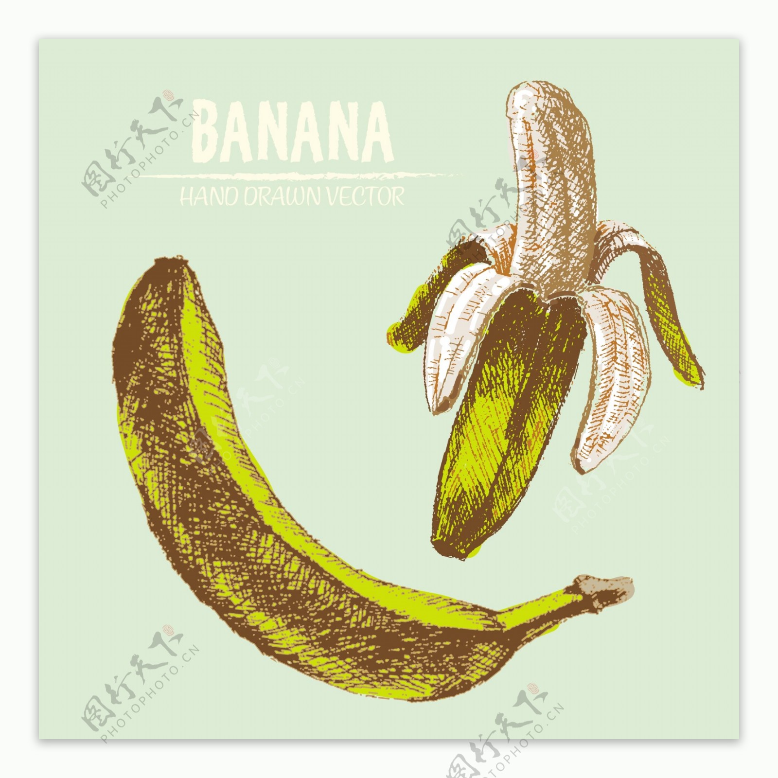 手绘香蕉插图背景