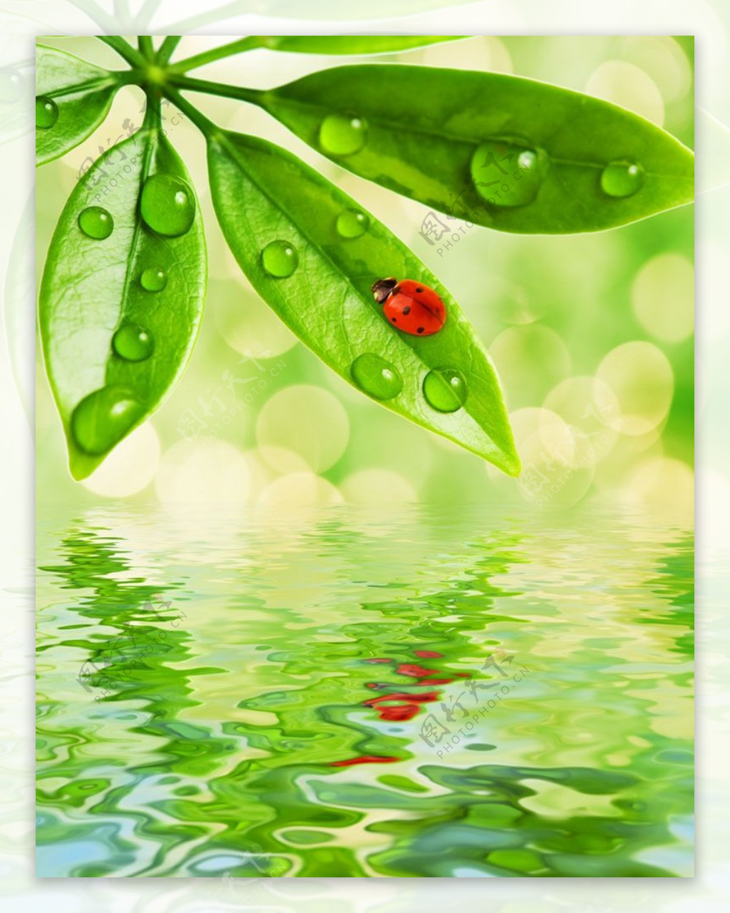 绿叶上的露珠与七星瓢虫图片