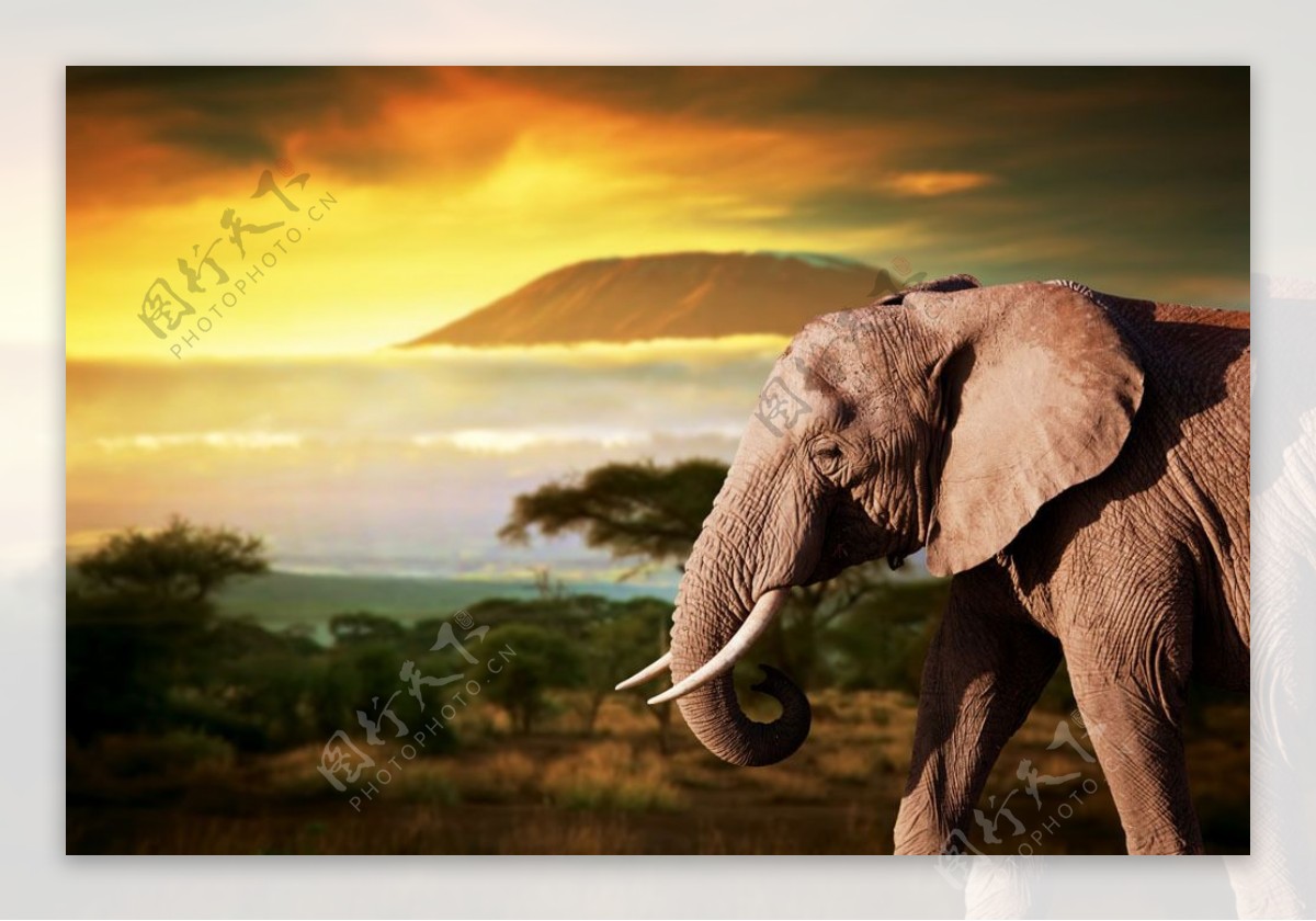 晚霞风景与大象图片