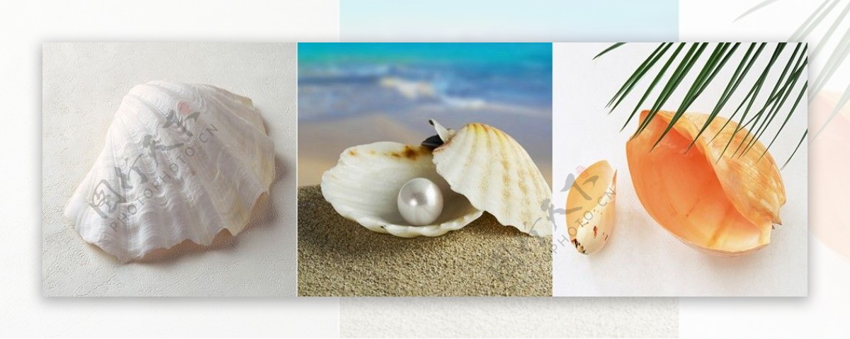 孕育珍珠的贝壳装饰画