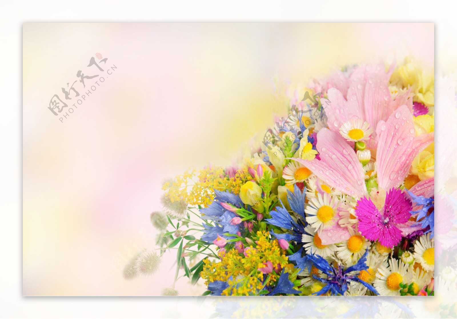 鲜花花卉摄影图片