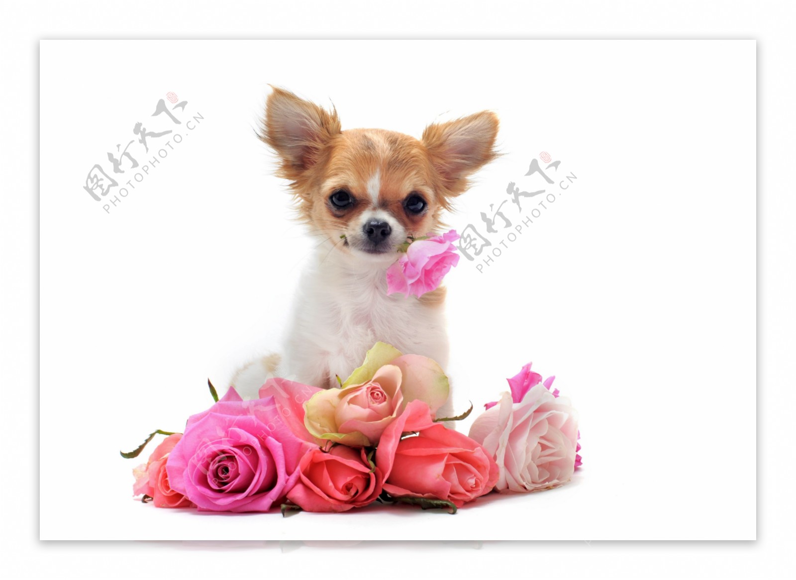 可爱小狗与玫瑰图片