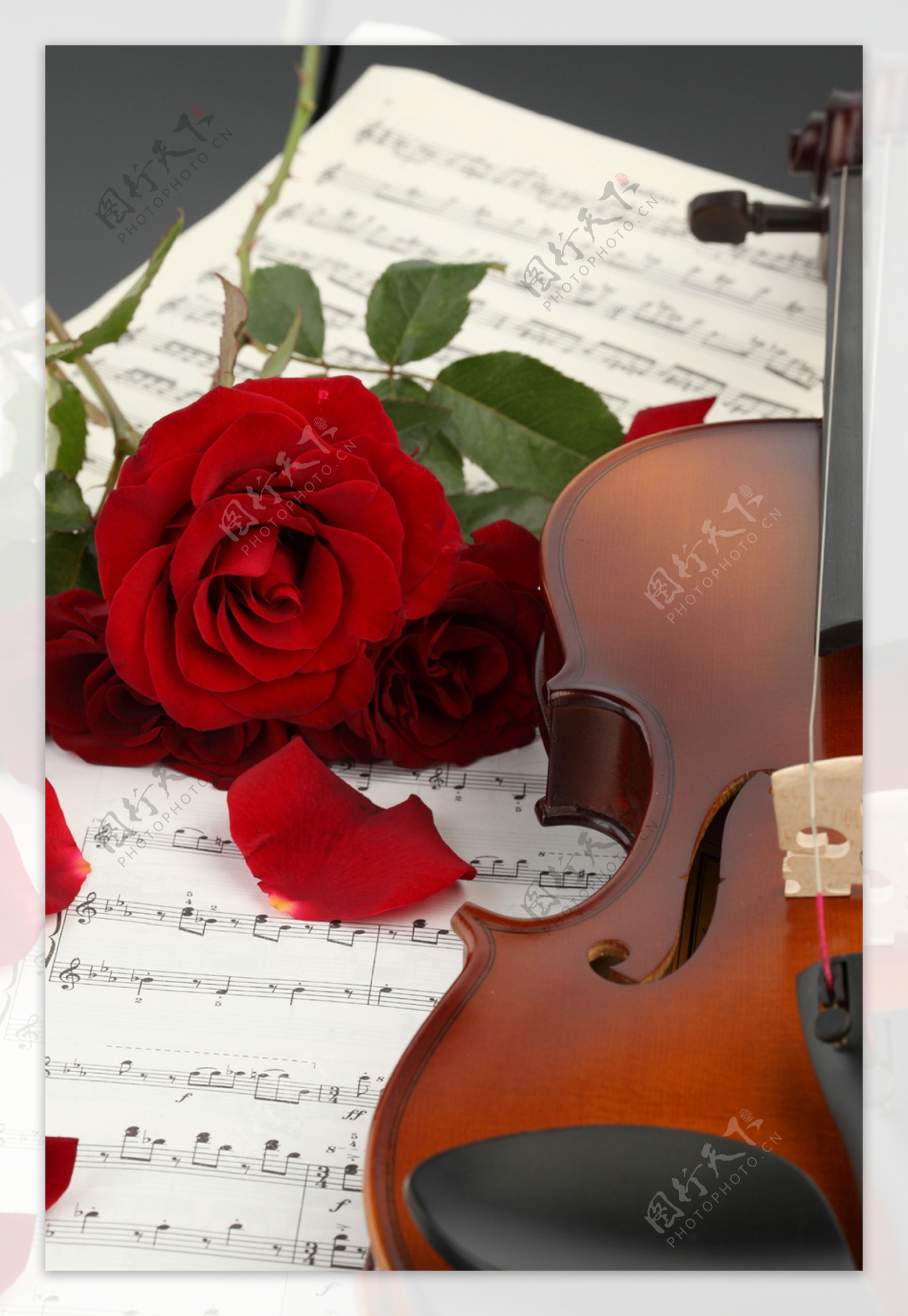 小提琴与火红玫瑰图片