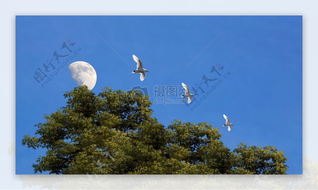 月亮树木公园鸟