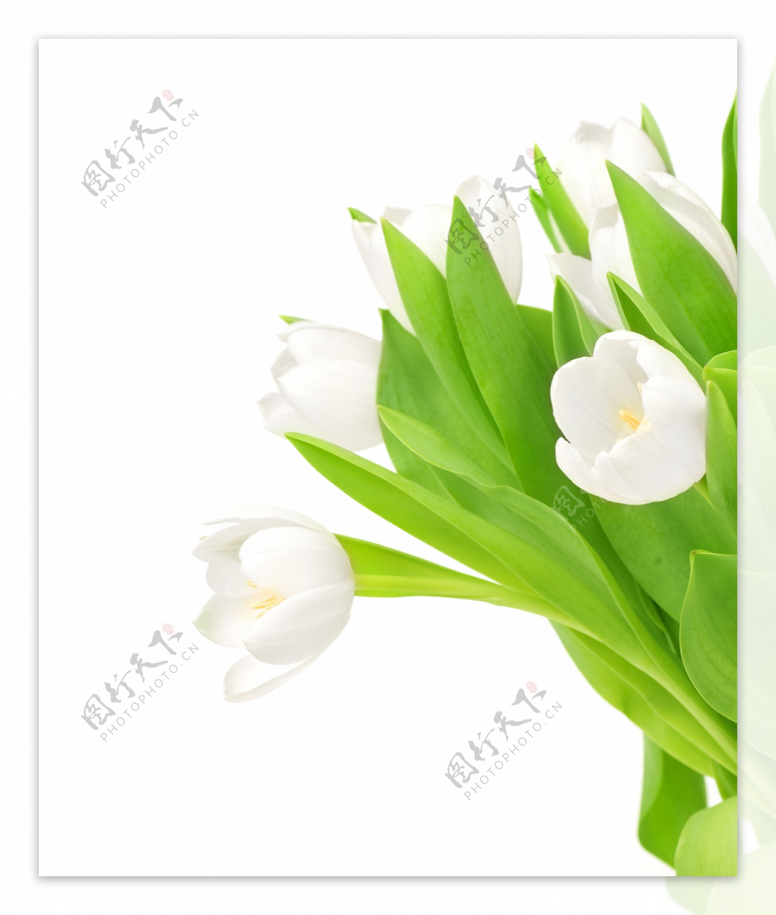 白色郁金香花朵图片