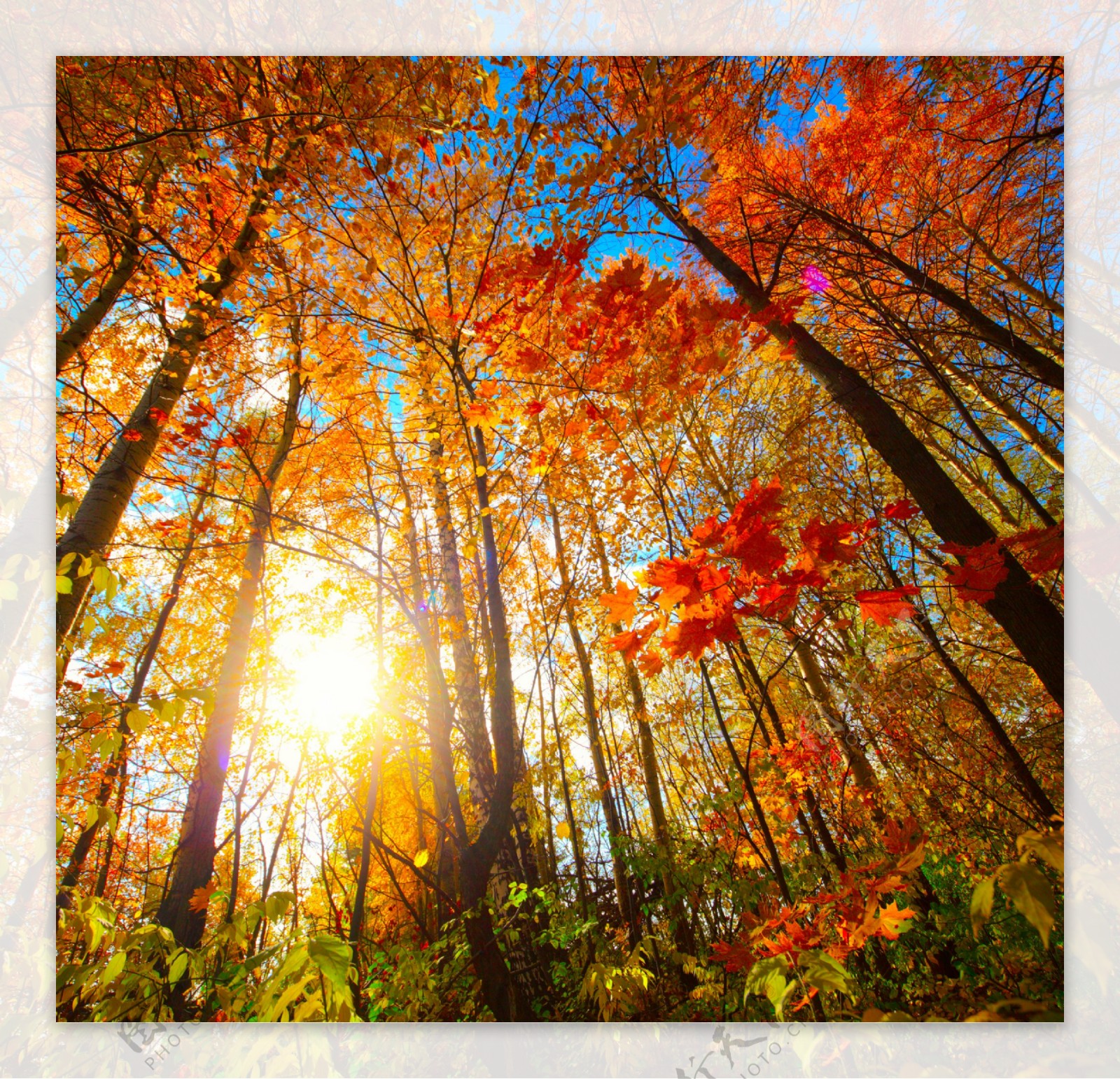 秋天树林阳光风景图片
