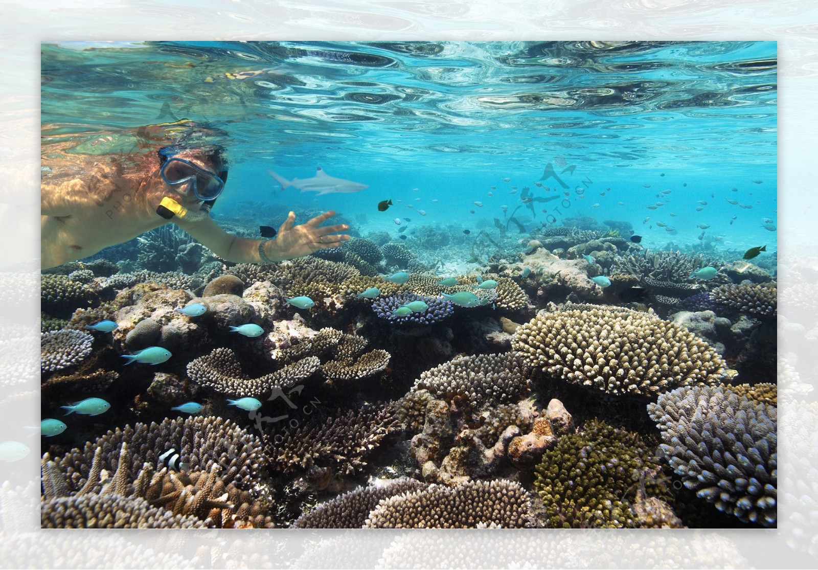 藻类珊瑚高清大图图片