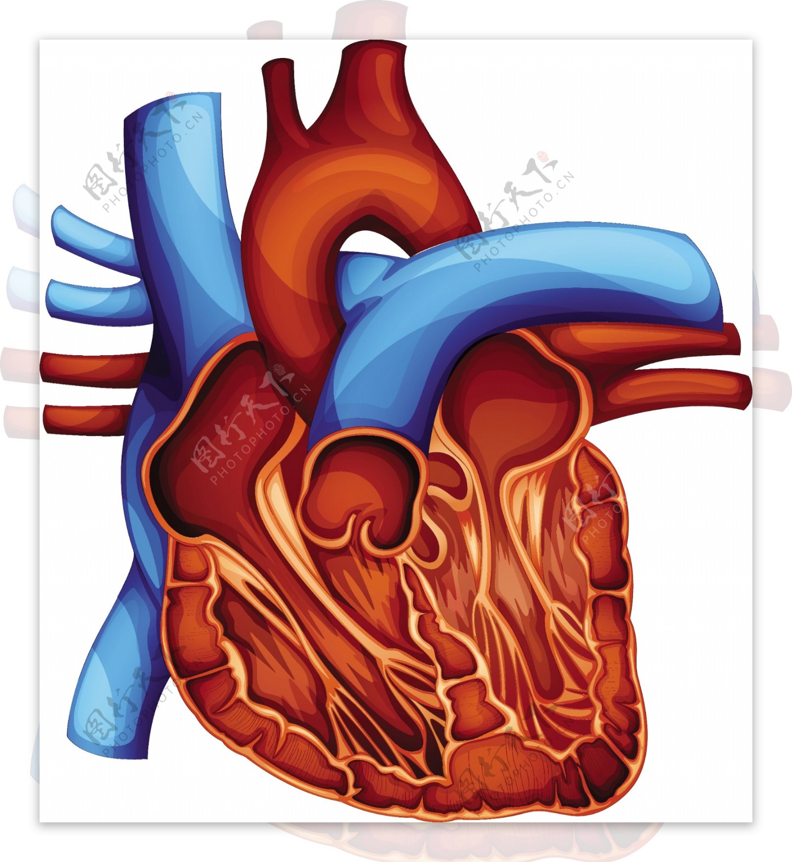 心脏结构平面广告素材免费下载(图片编号:5404380)-六图网