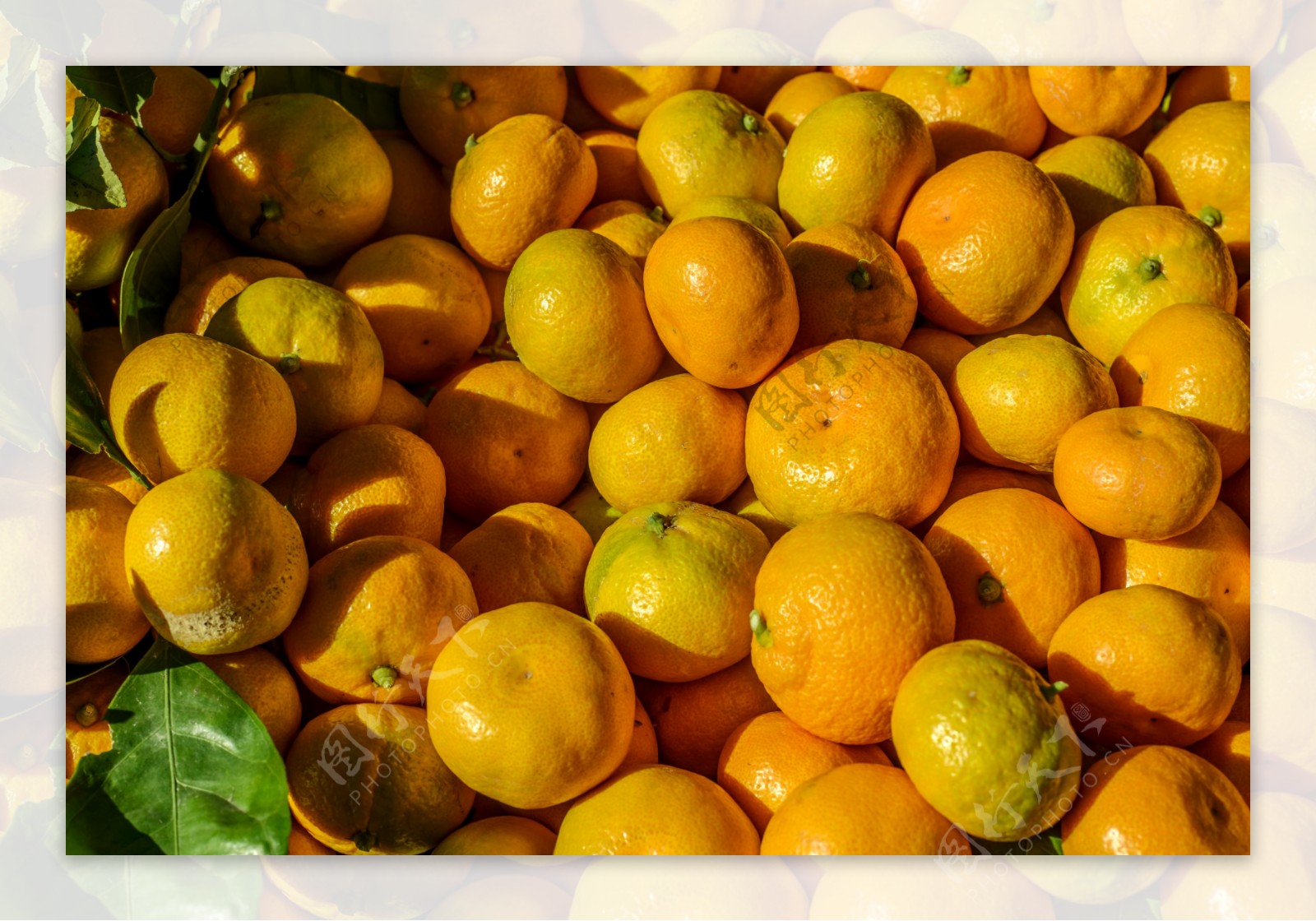 金黄黄的橘子图片