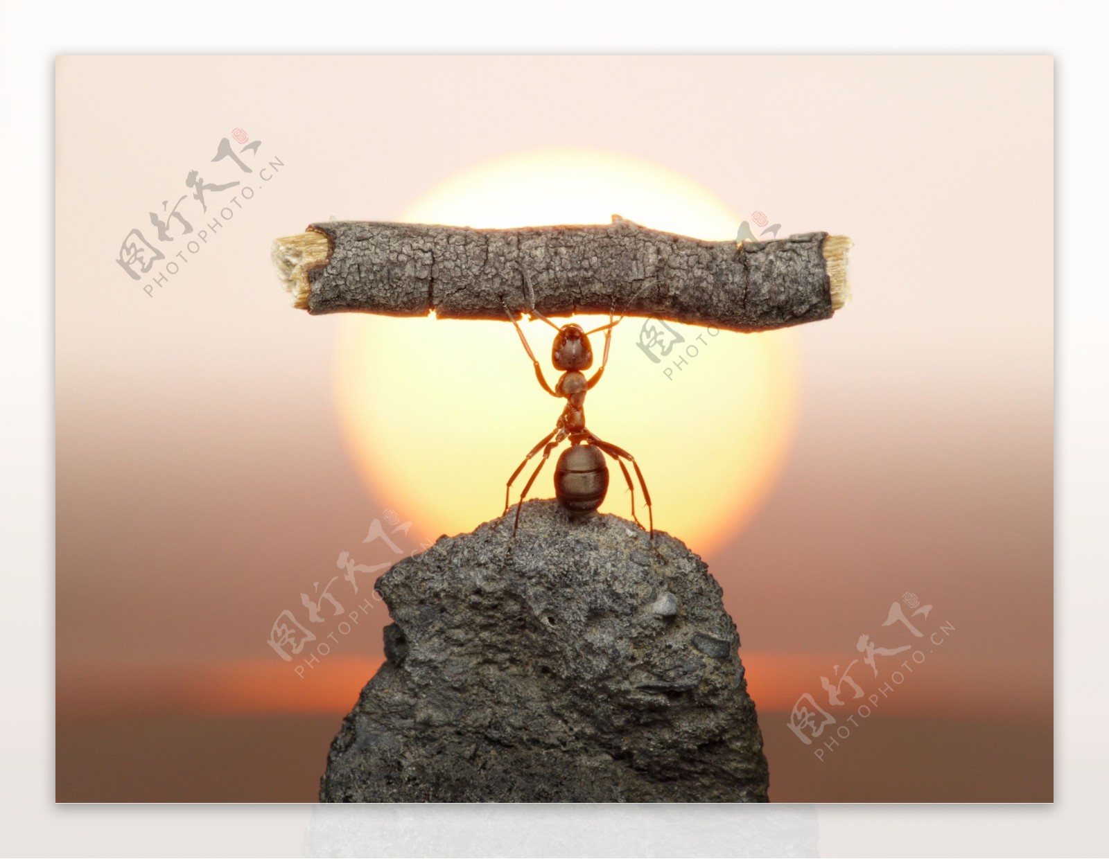 石头上的蚂蚁图片