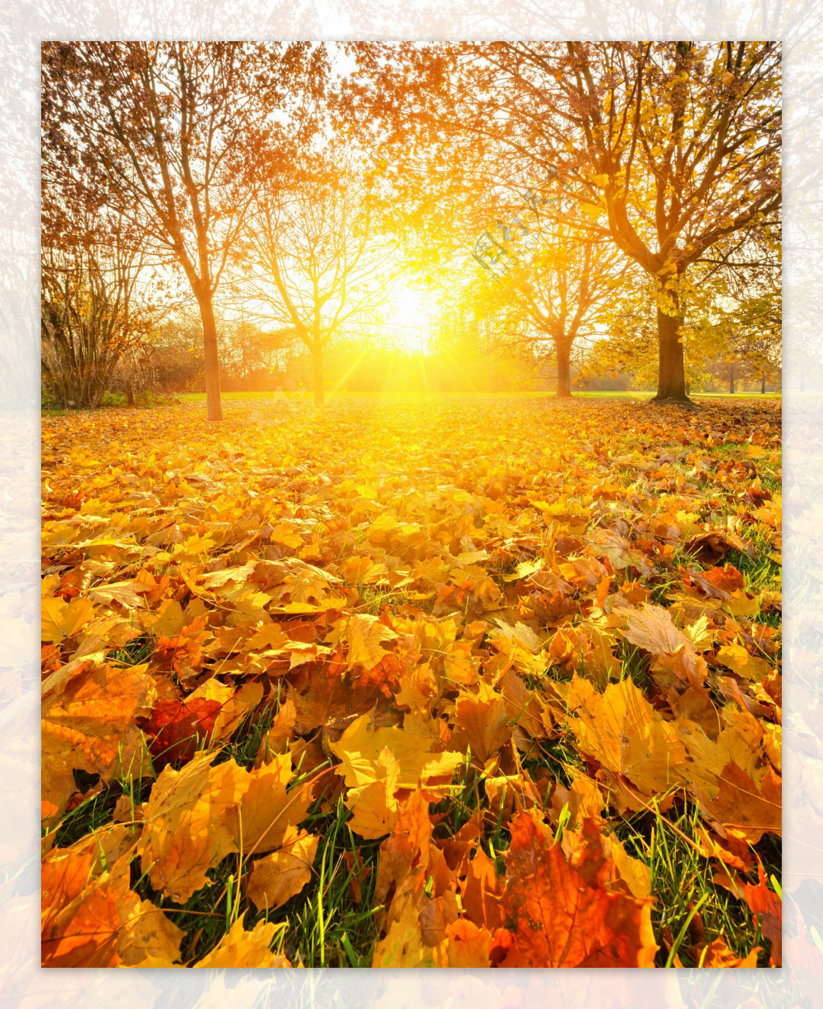 秋季风景背景图片