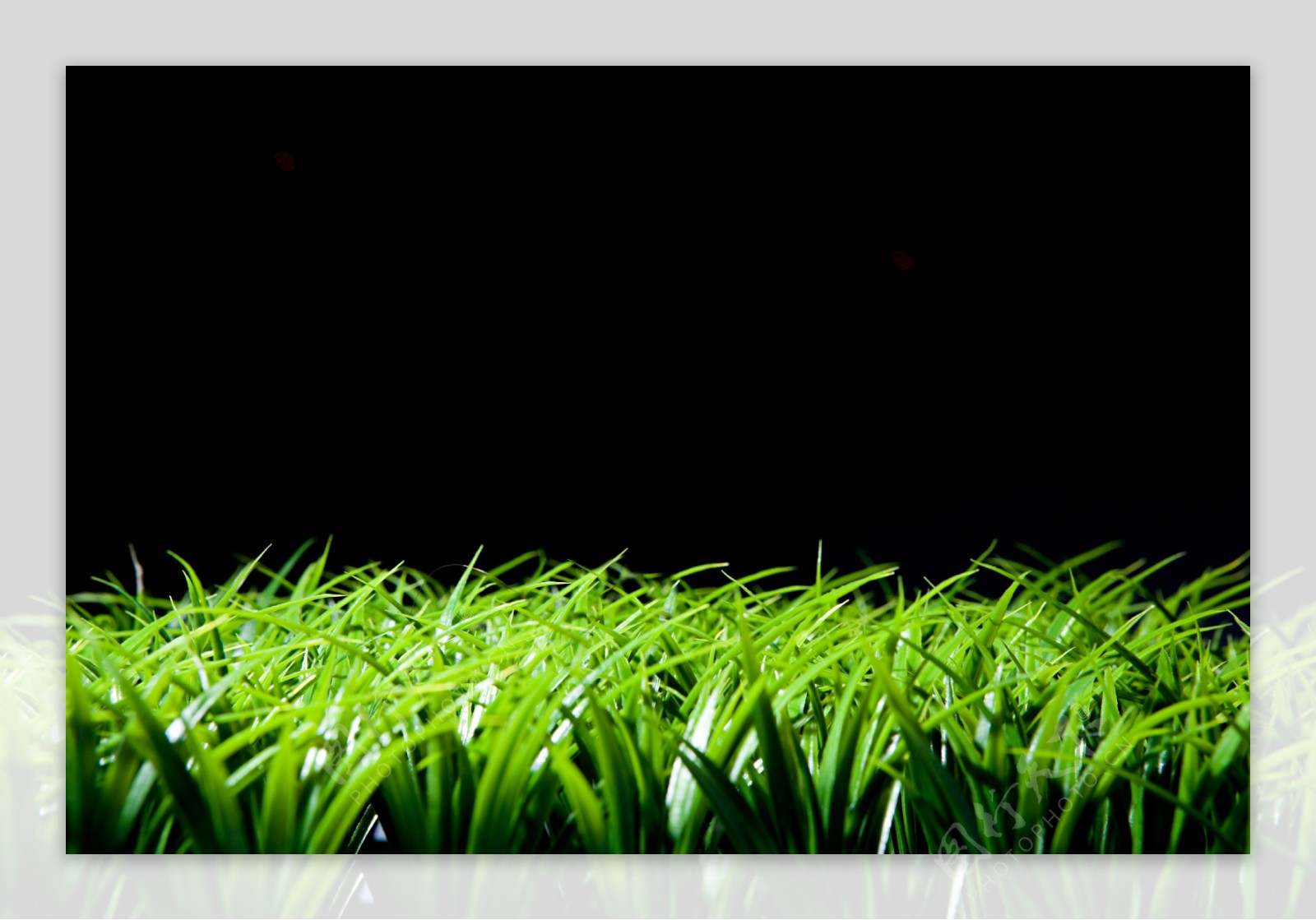 夜间绿草丛特写图片