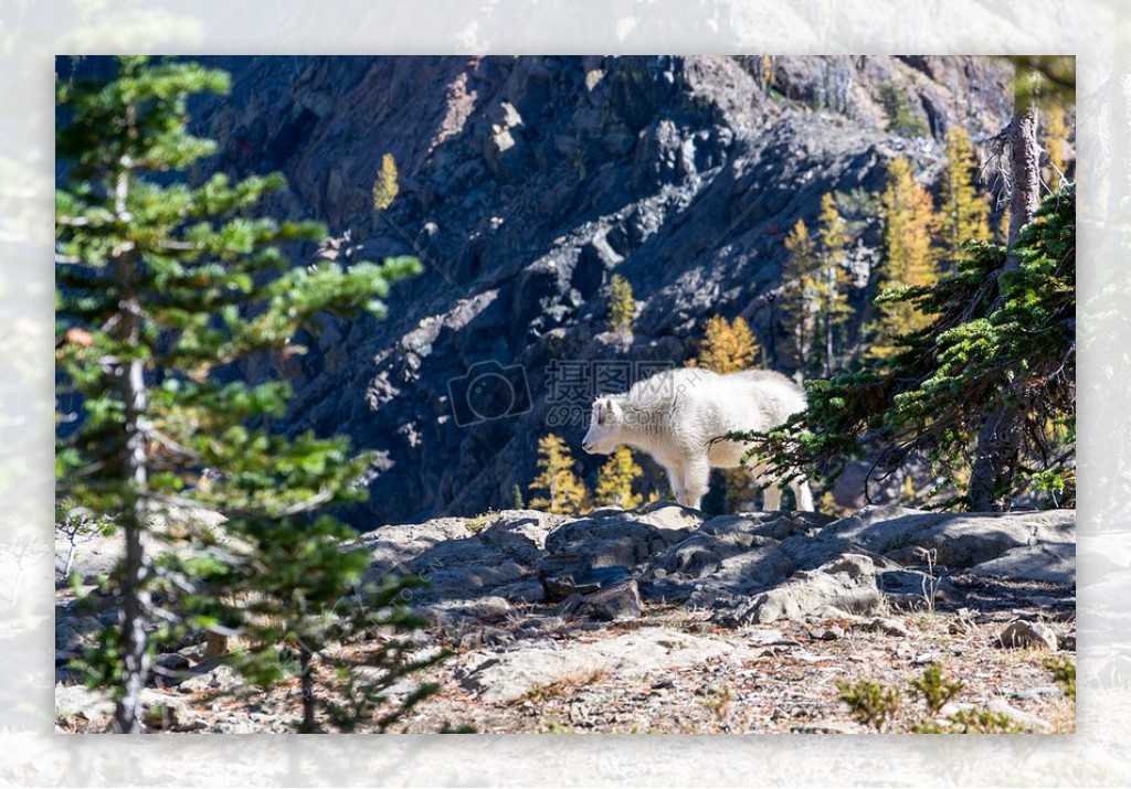 白色北极熊走在灰色山