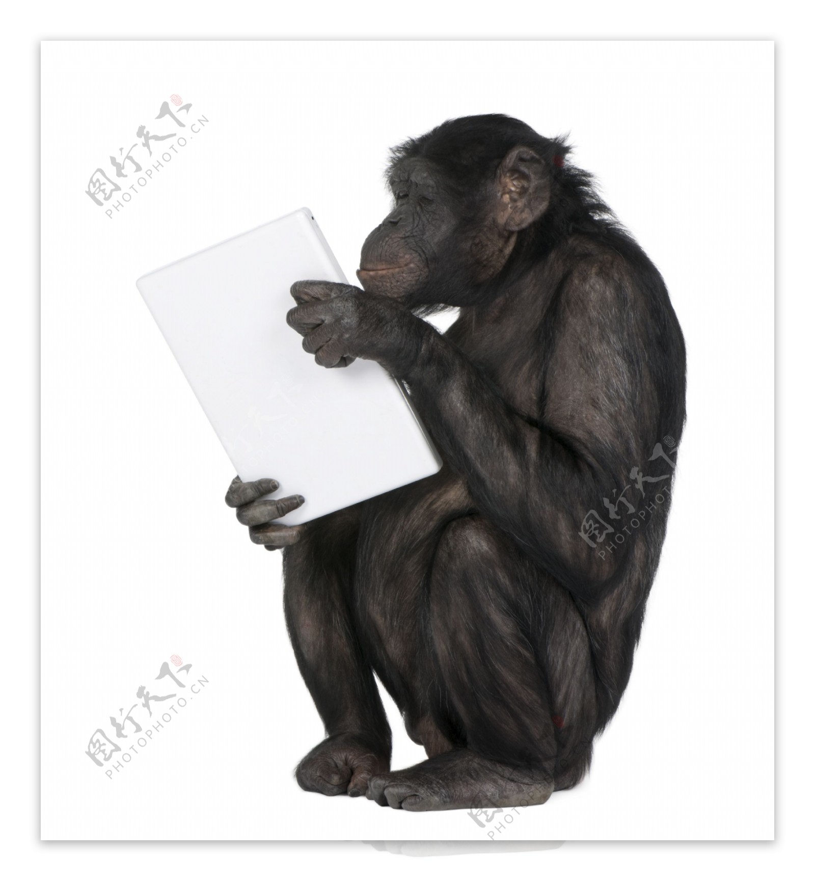 抱着笔记本电脑的黑猩猩图片