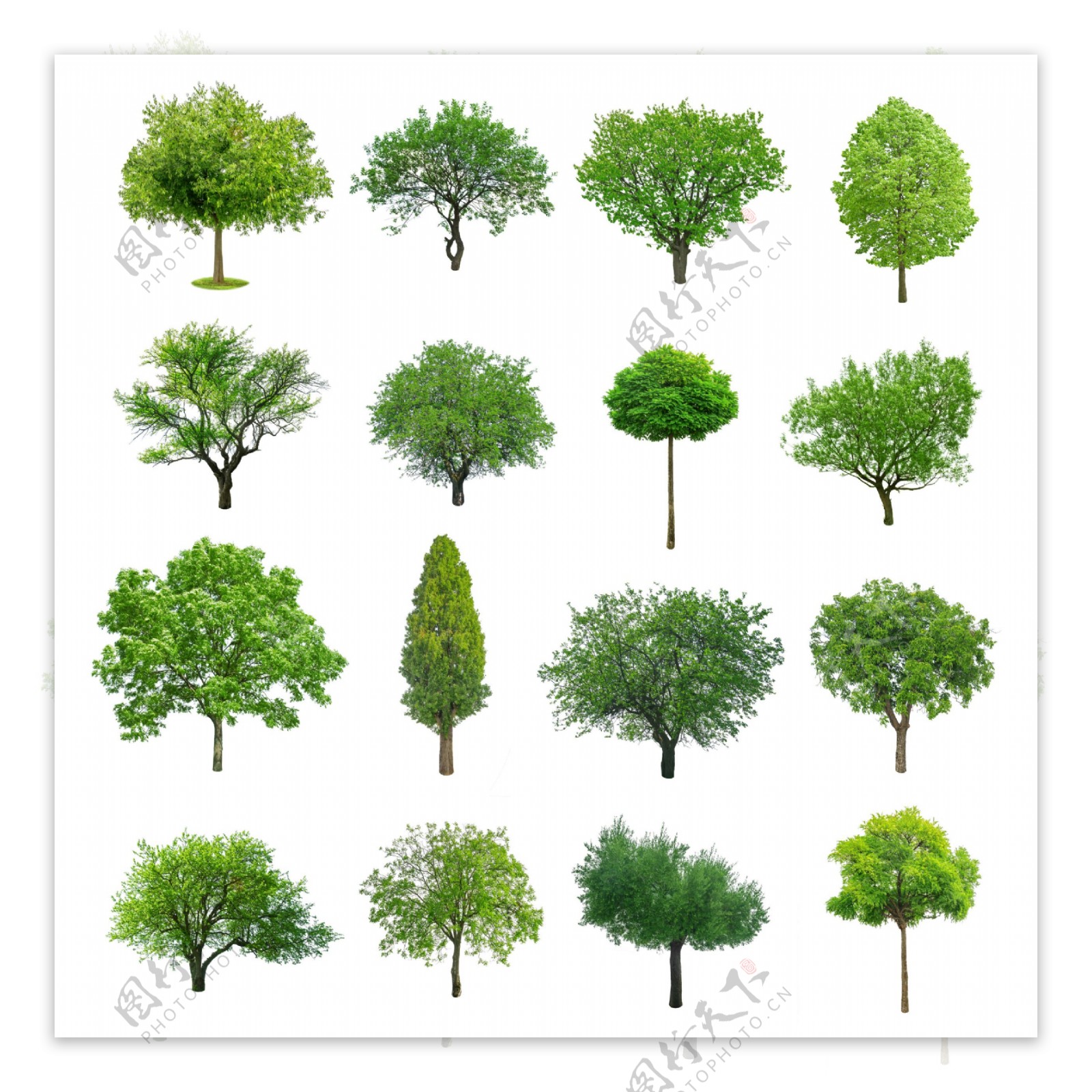 不同形态的树木图片