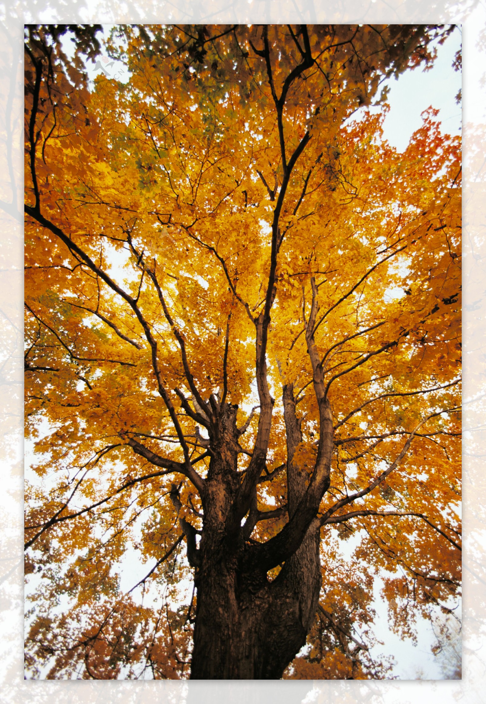 秋天的枫树摄影图片