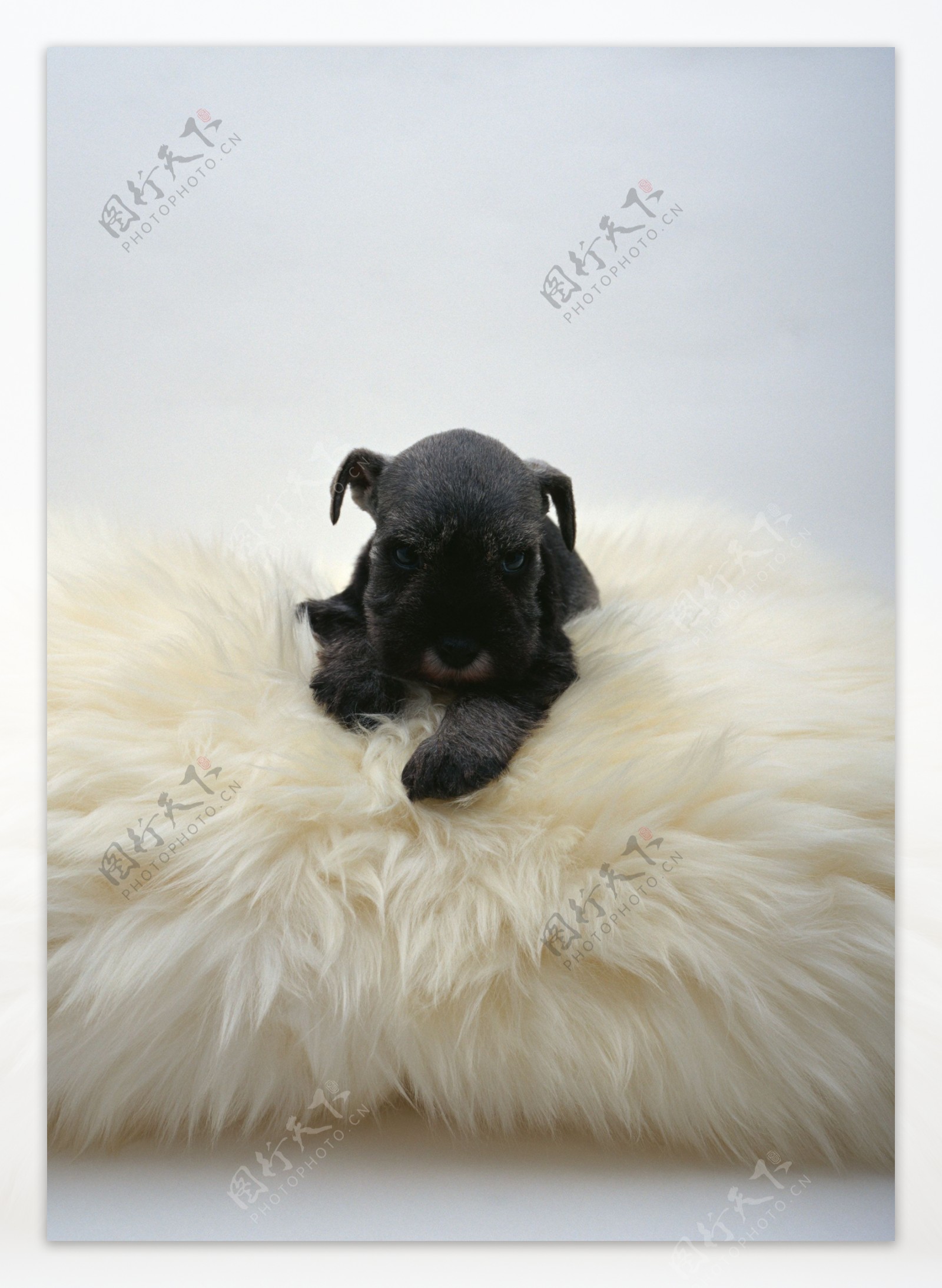 趴在长毛毯上的黑色狗狗图片