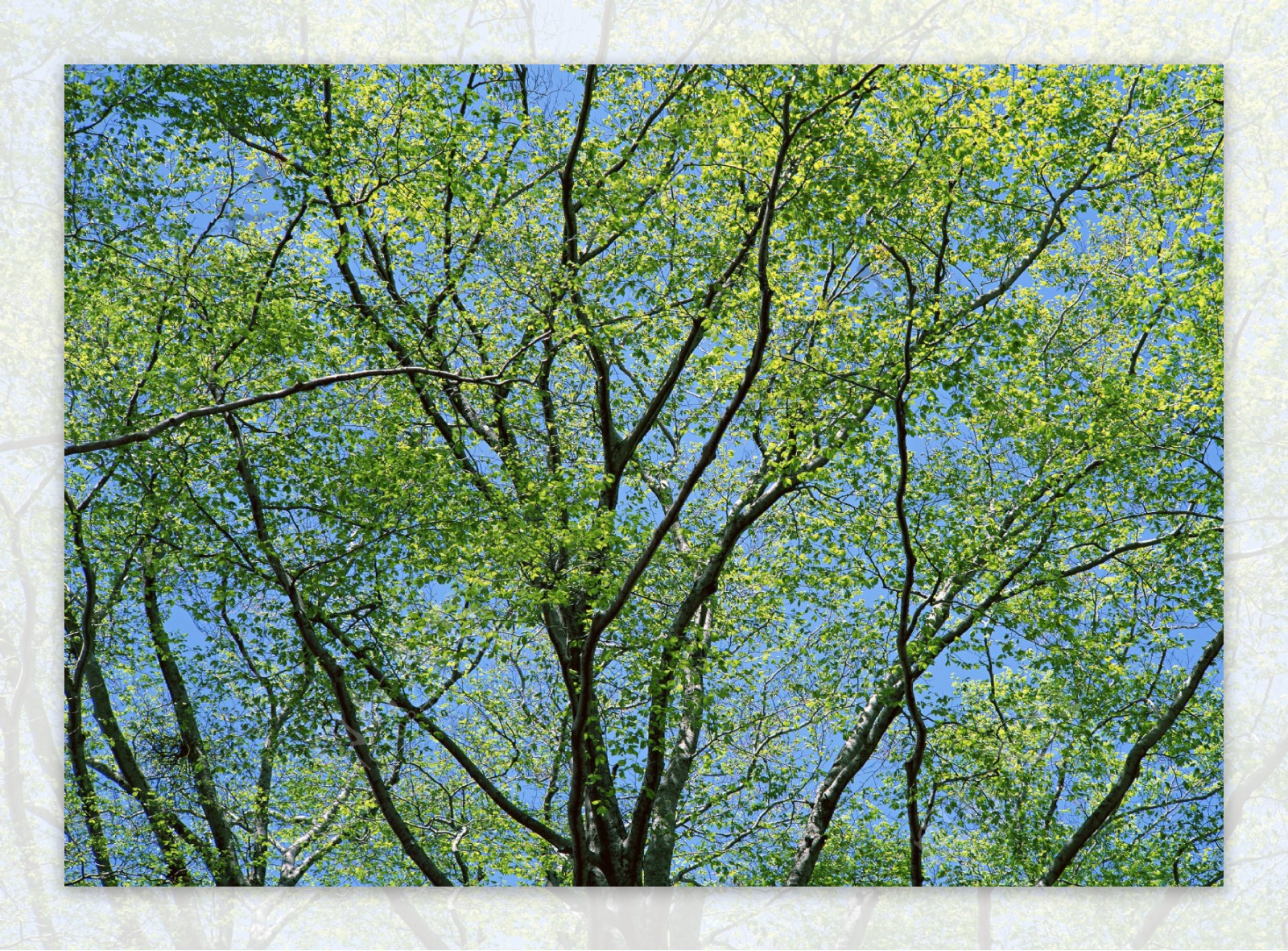 春天的大树图片
