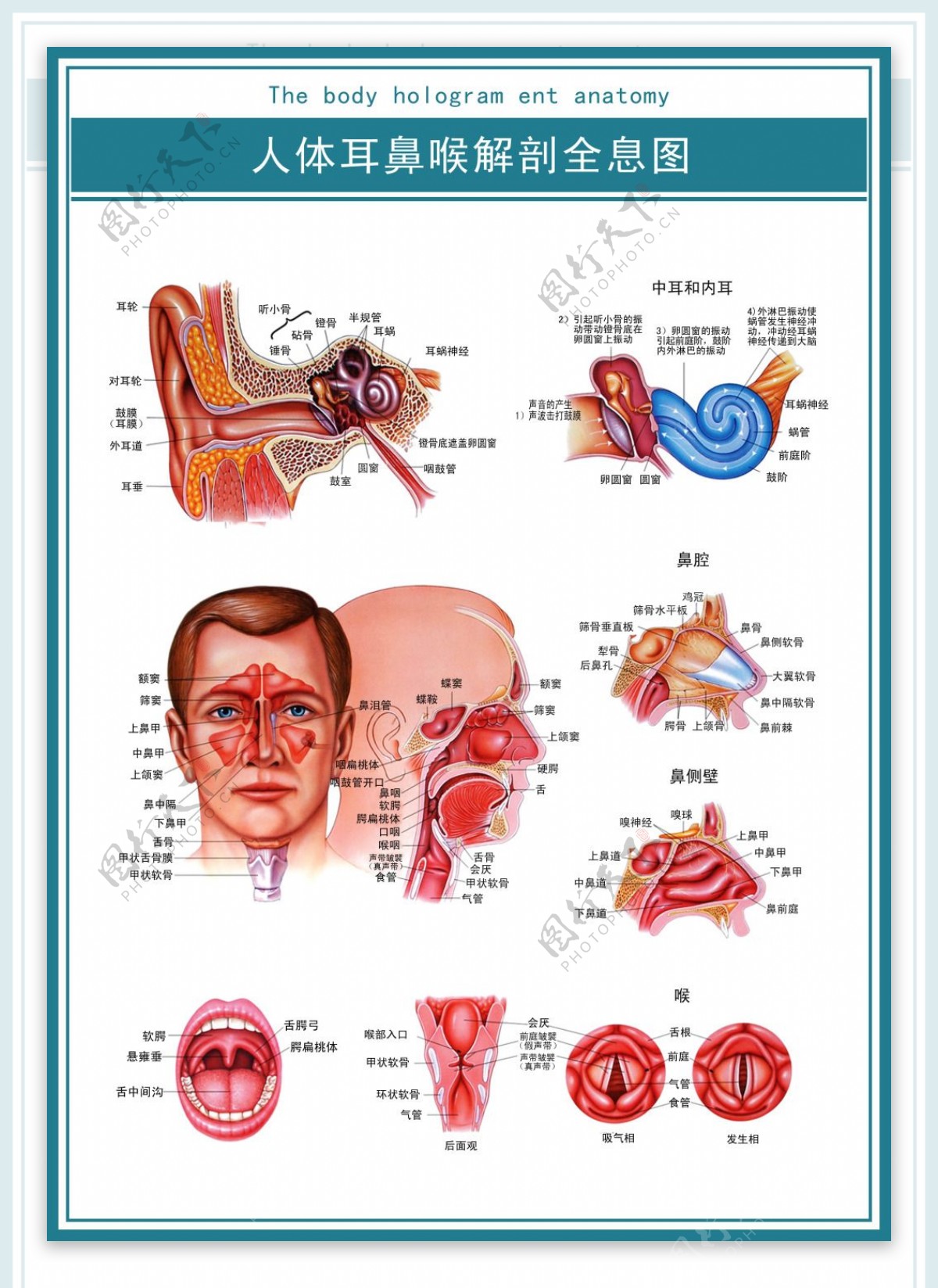 医学展板人体耳鼻喉解剖全息图超清psd图