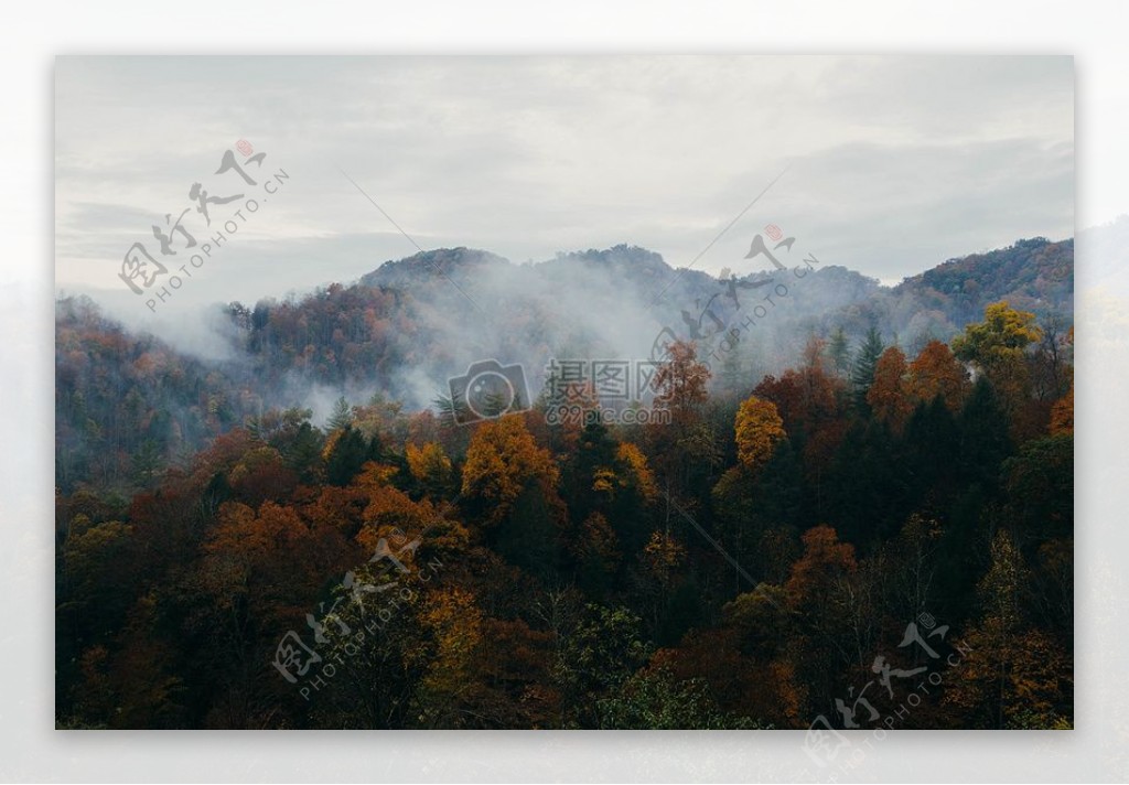 山自然森林树木雾丘陵秋秋天