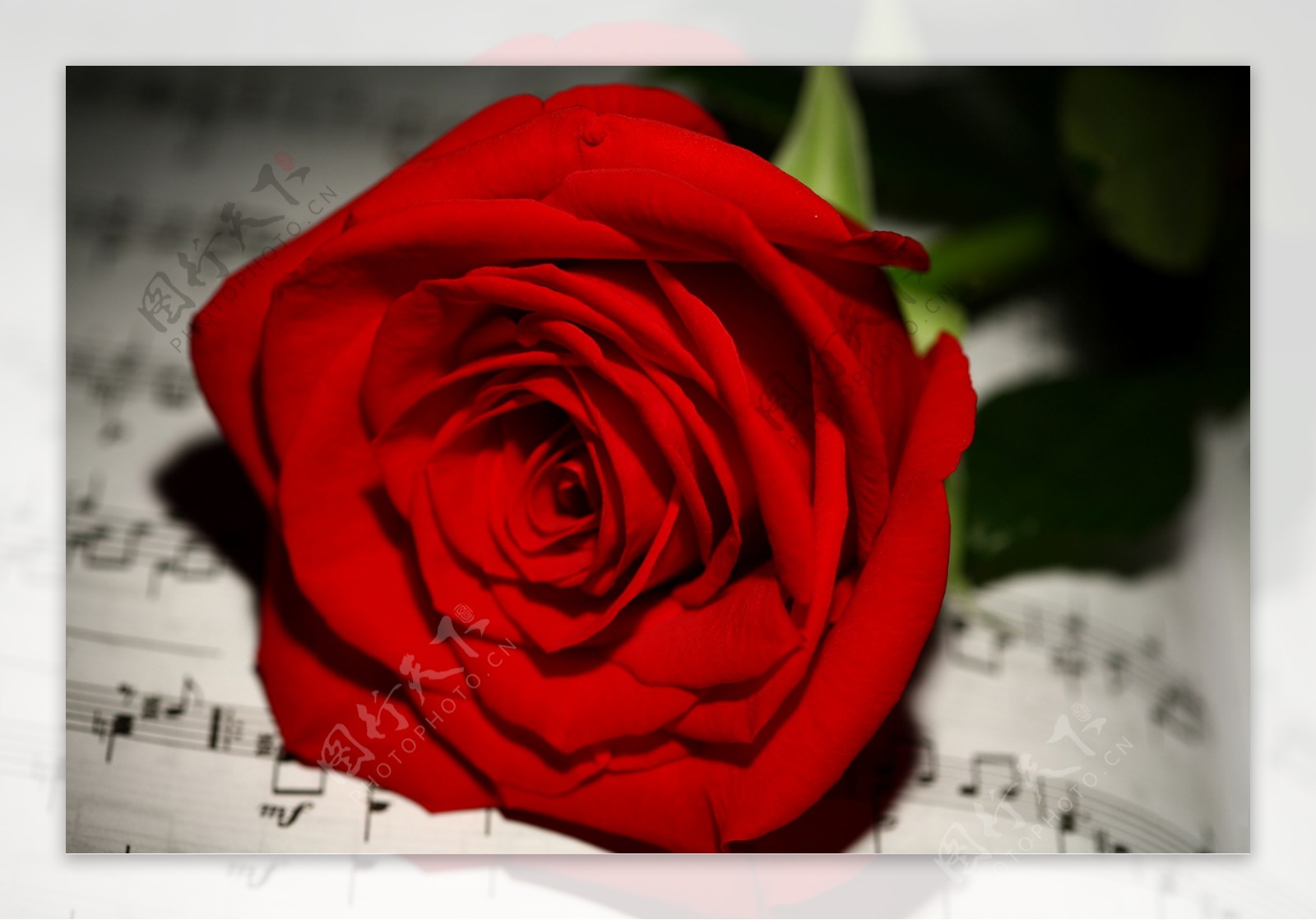 红色玫瑰花与五线谱图片