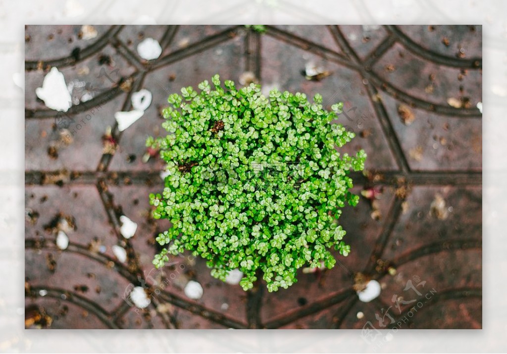 绿色花卉微距镜头