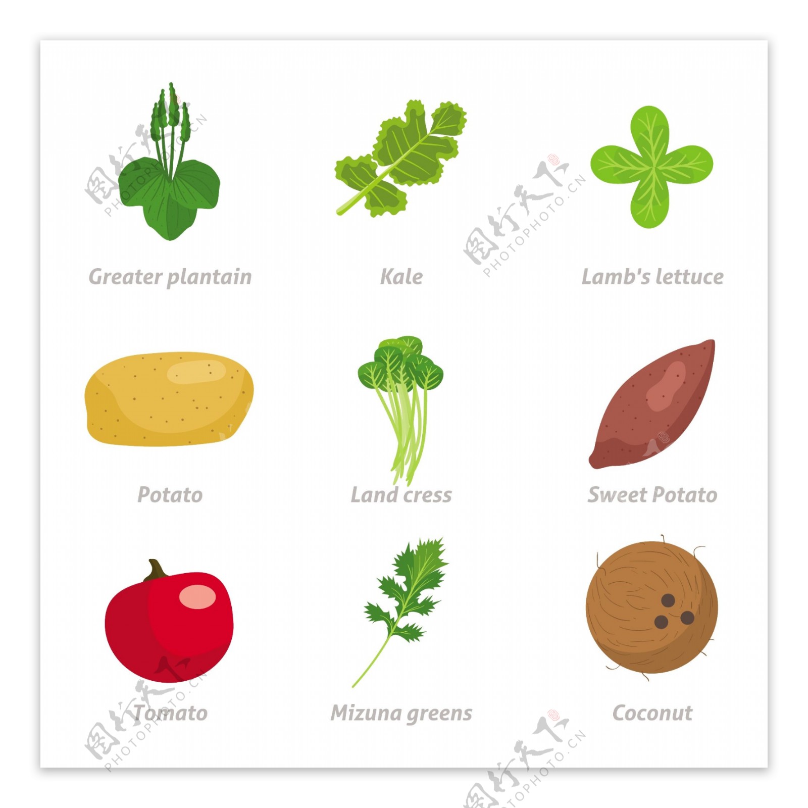 各种健康蔬菜食品集合