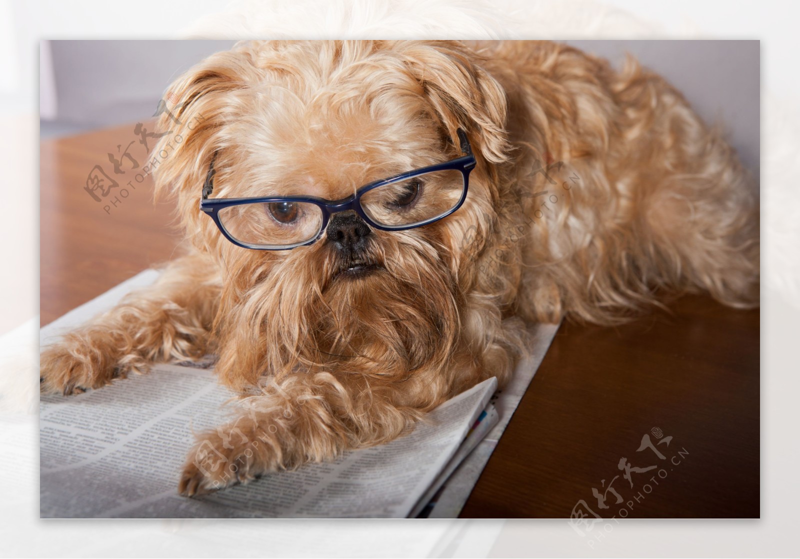 戴眼镜看报纸的宠物狗图片