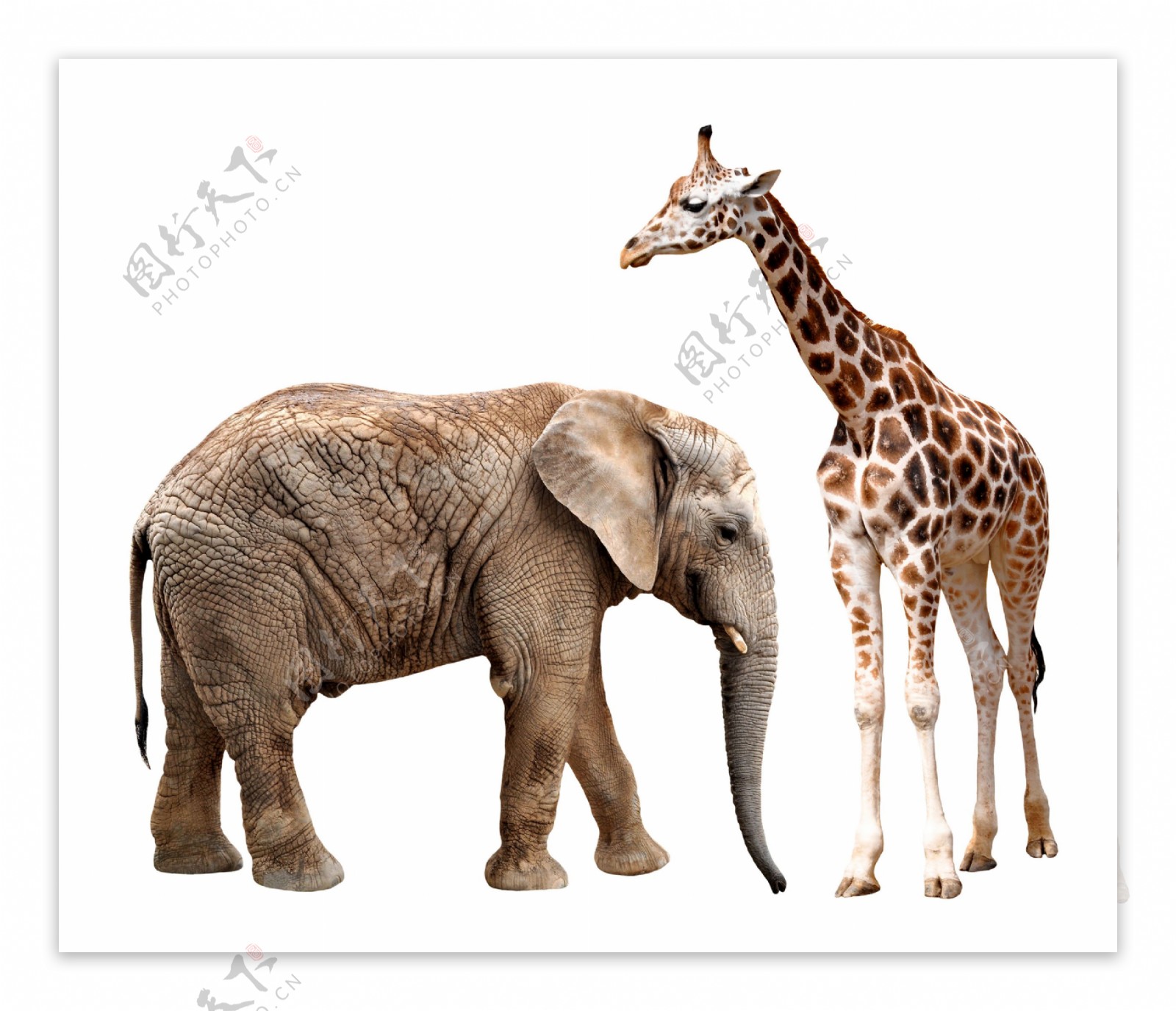 大象与长颈鹿图片