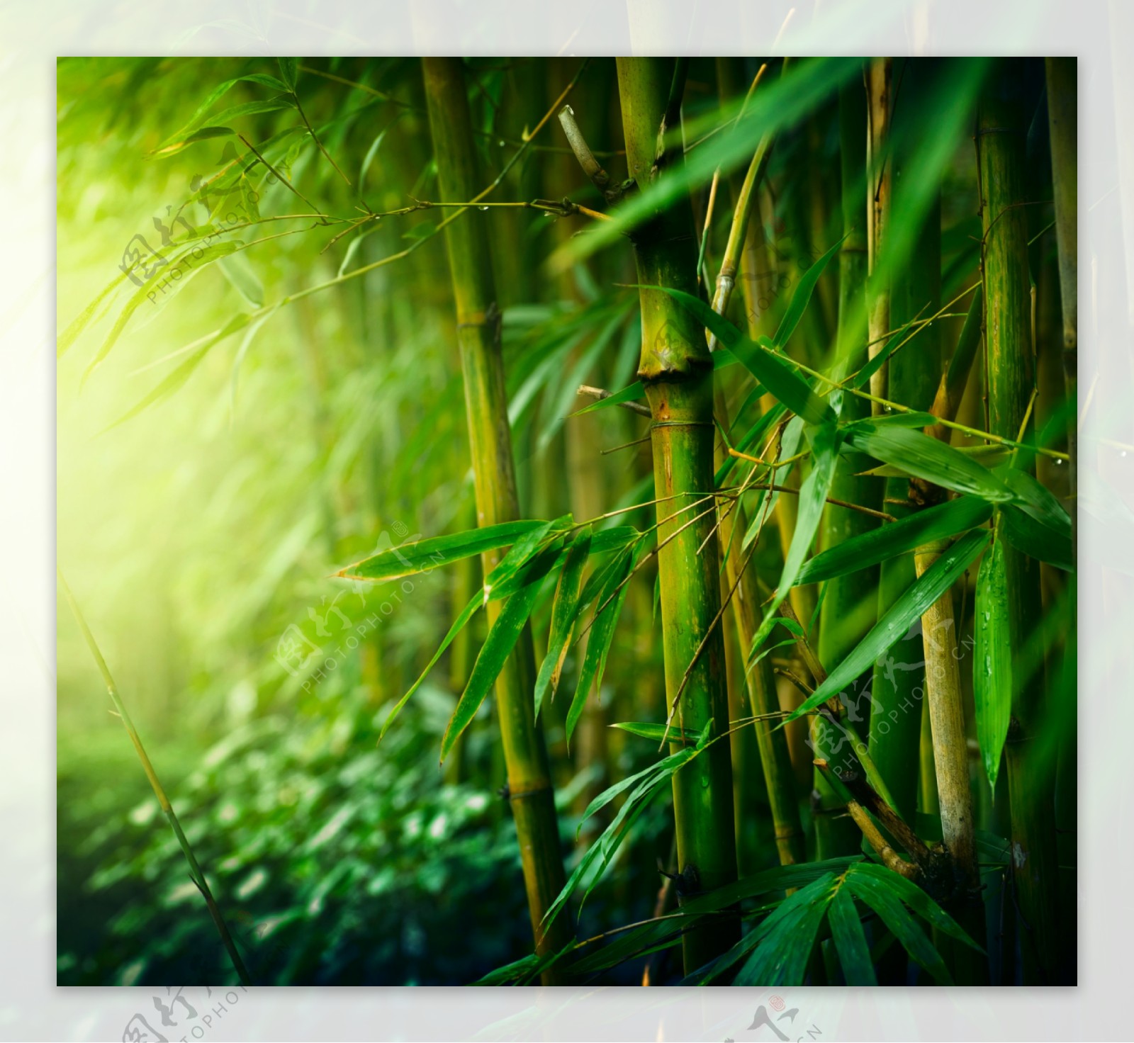绿色竹子竹叶图片