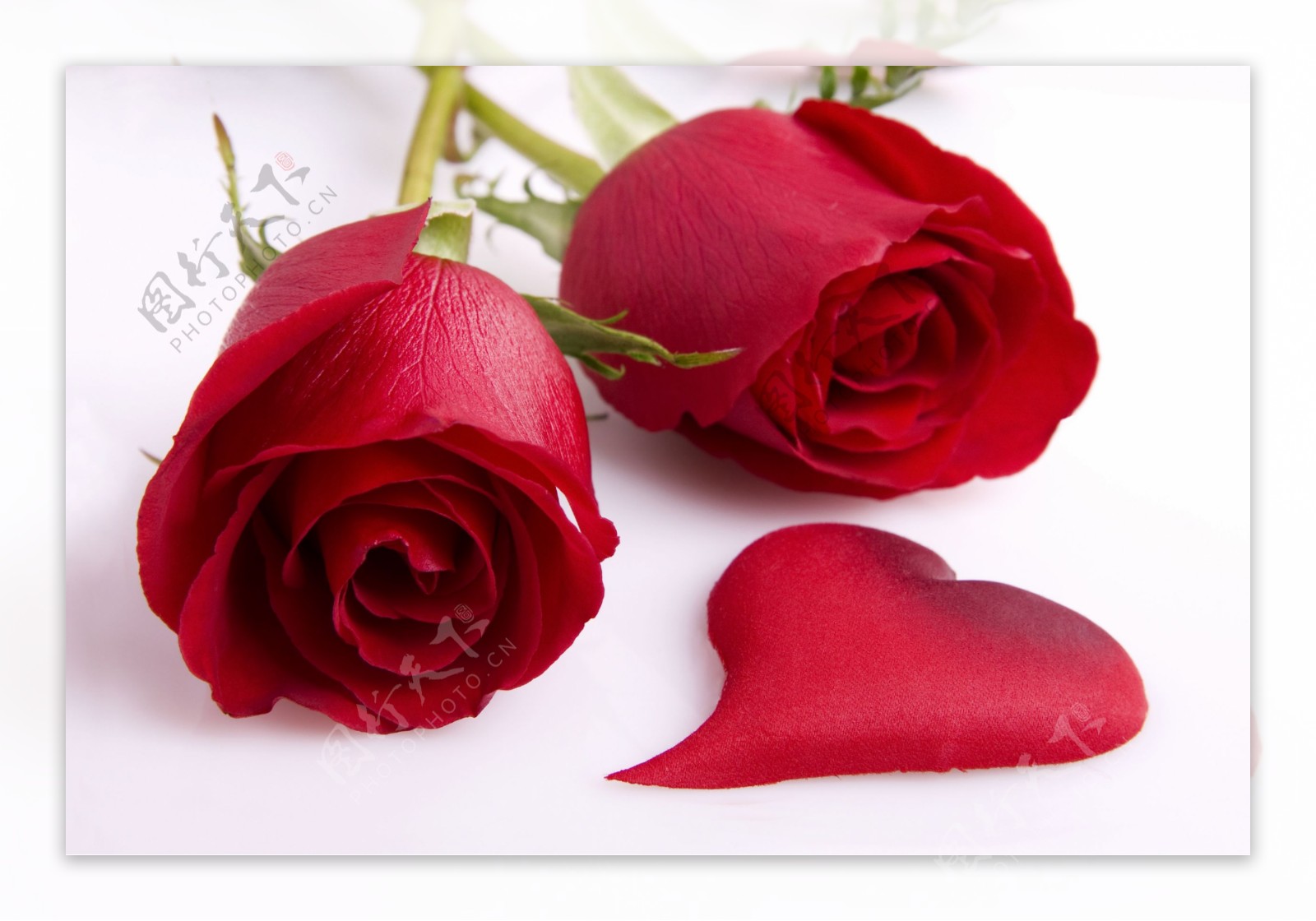 两朵玫瑰花与心形花瓣图片