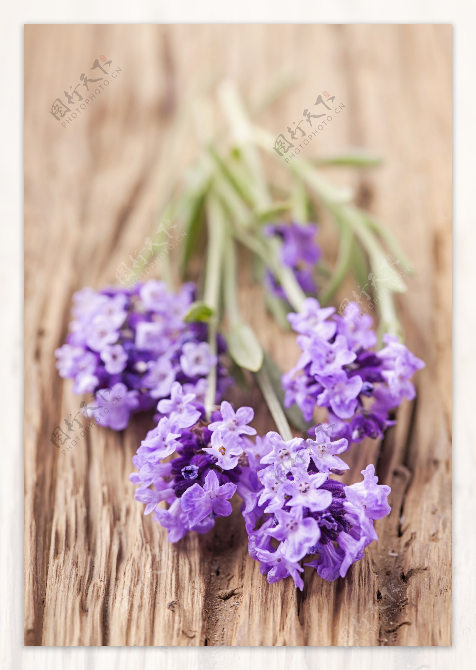 木板上的紫色花朵图片