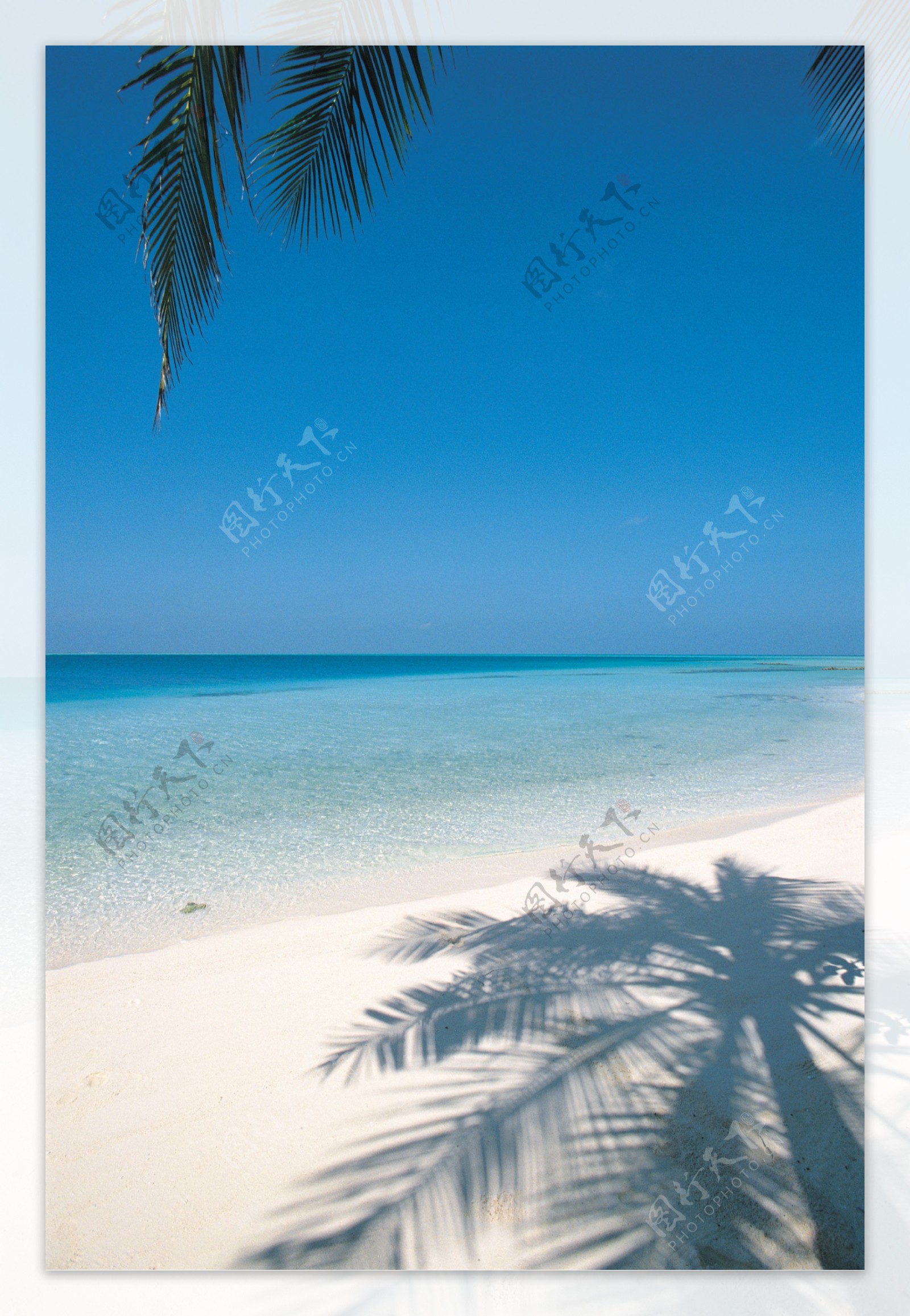 大海岸边椰子倒影图片