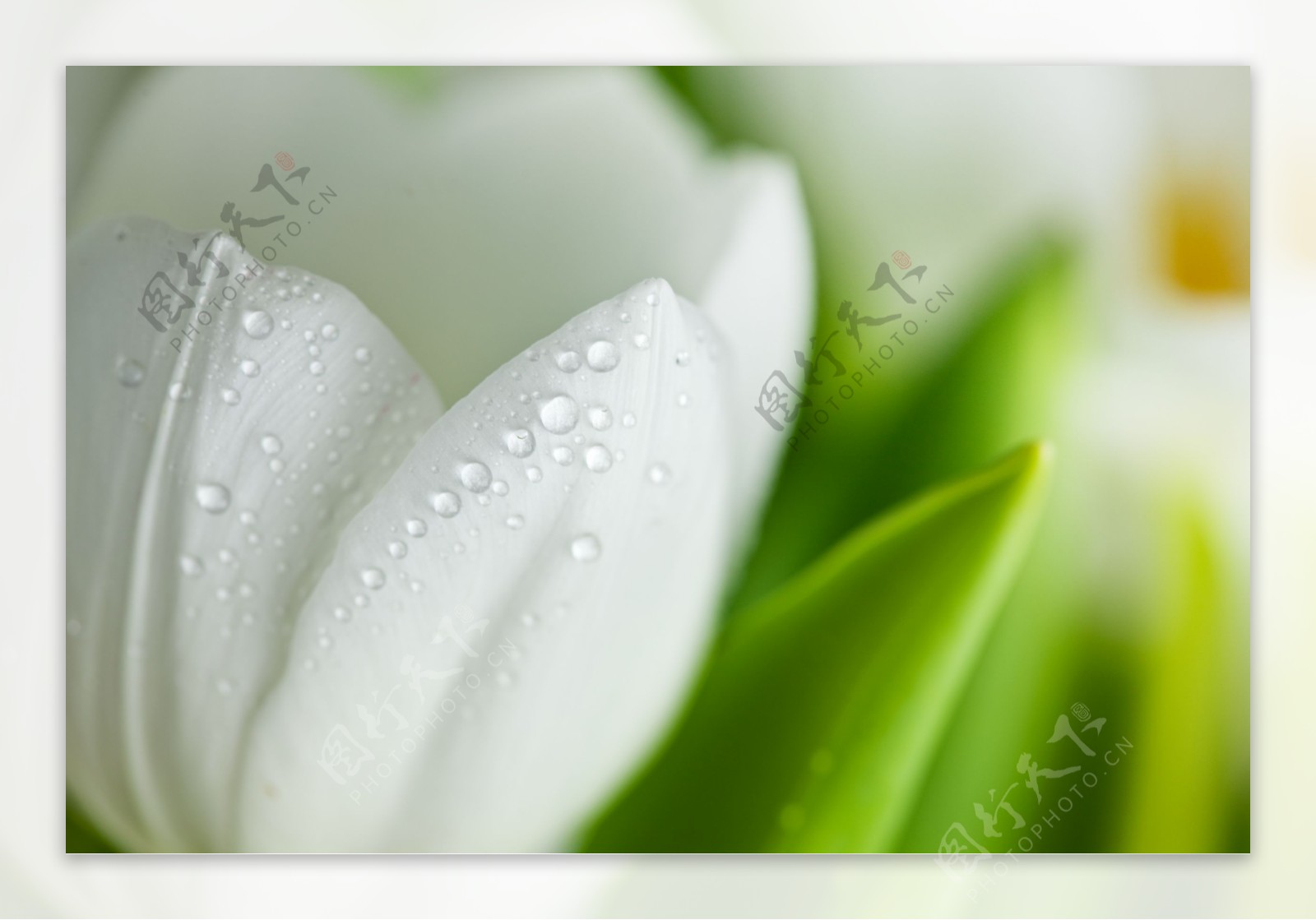 带水珠的白色花朵图片