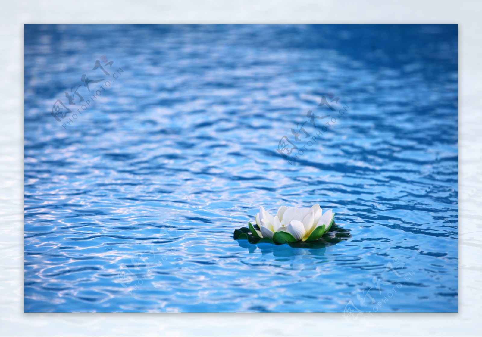 水面的白色花朵图片