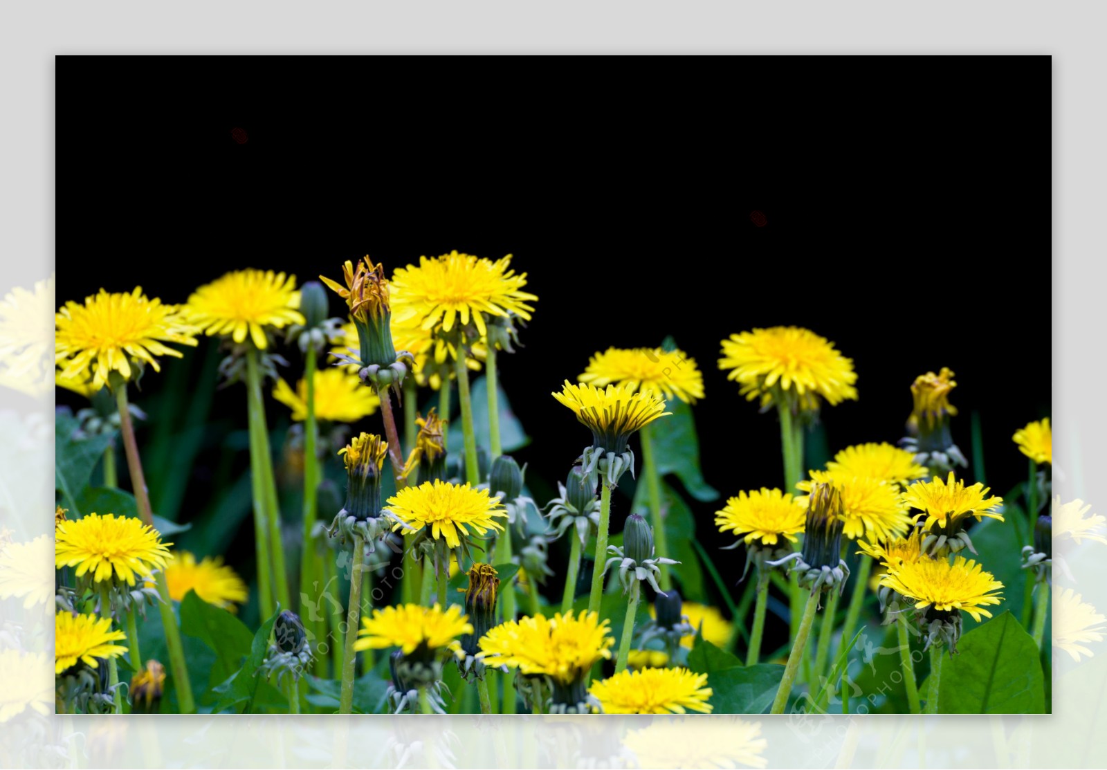 盛开的黄色菊花图片