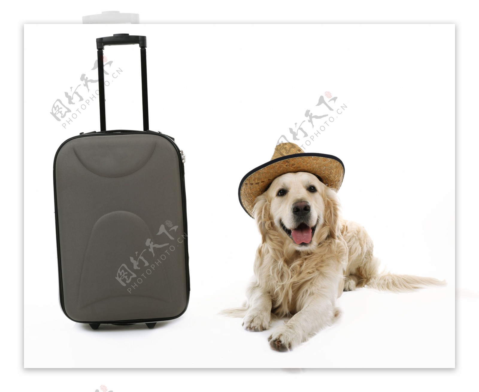 开心旅游的小狗图片
