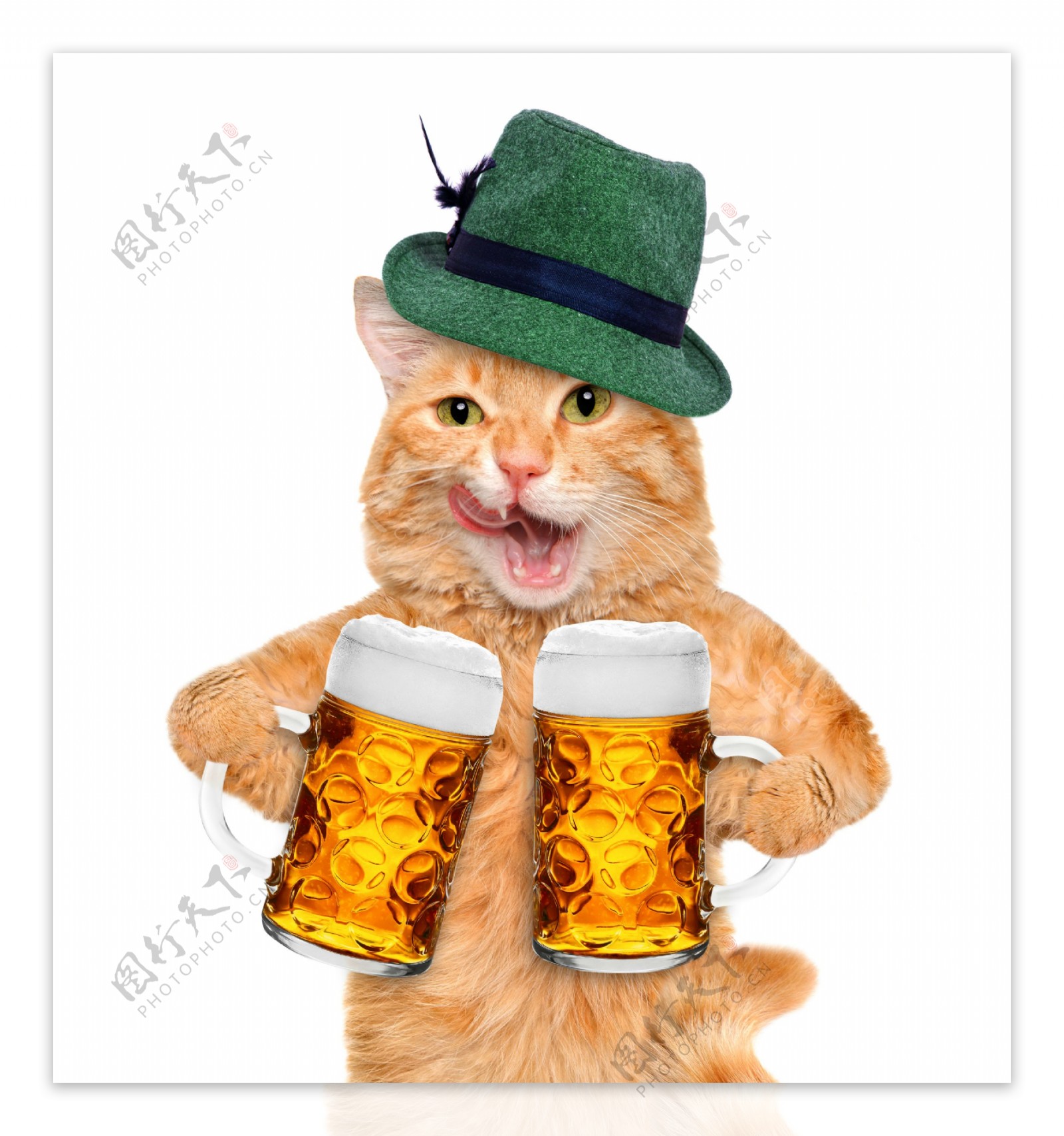 抱着两杯啤酒的小猫图片
