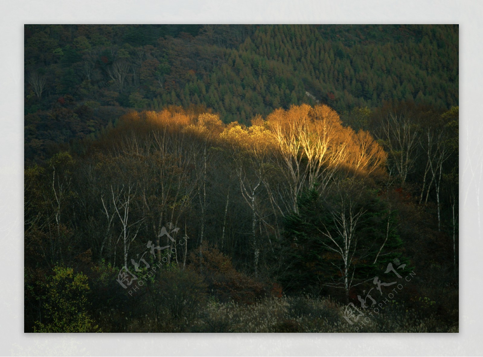 冬天森林摄影图片