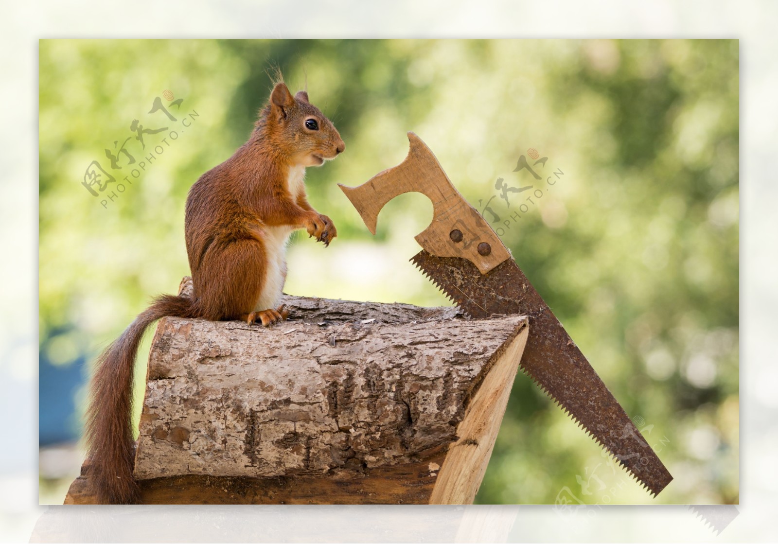 锯木头的松鼠图片