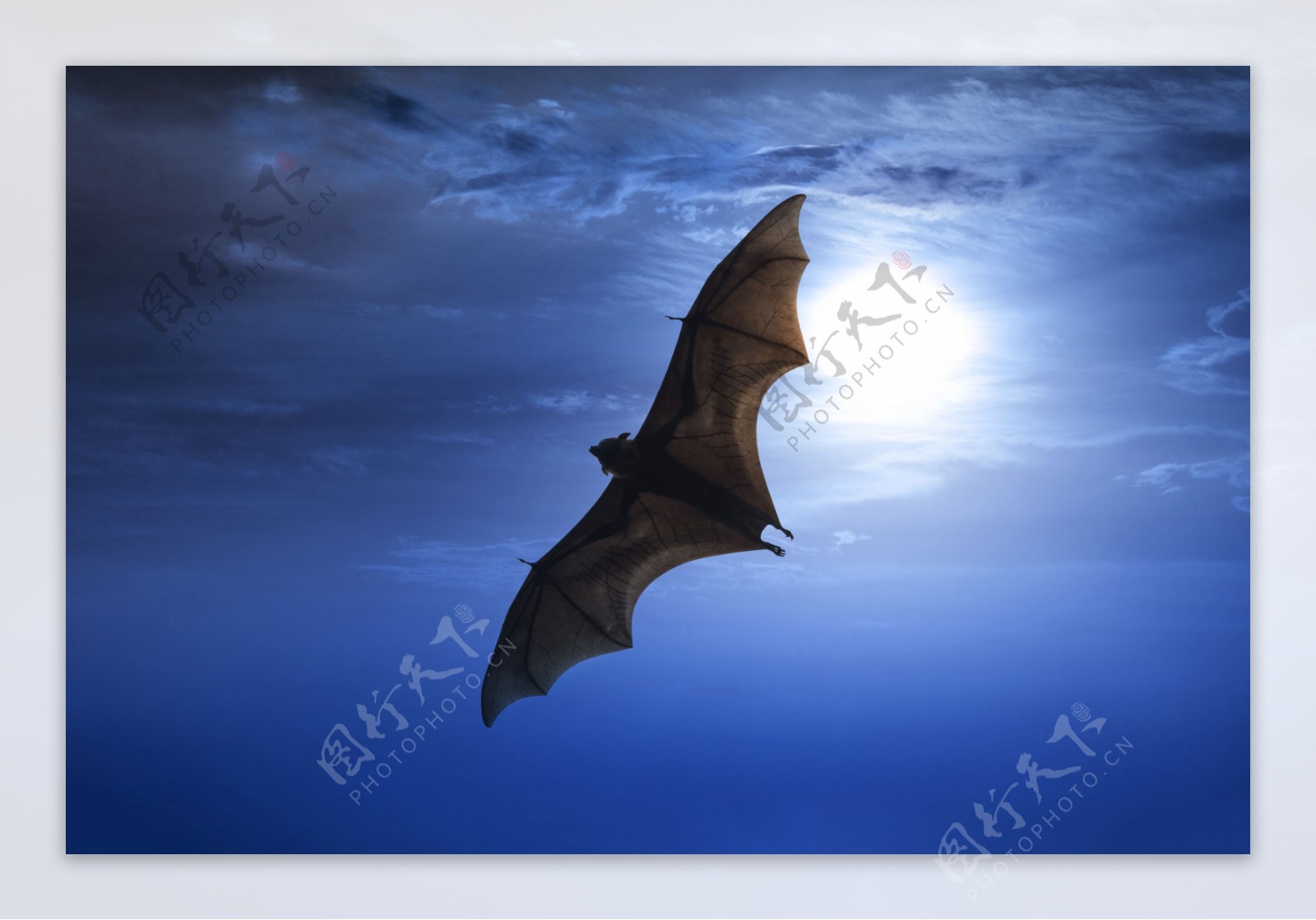 蓝天飞行的蝙蝠图片