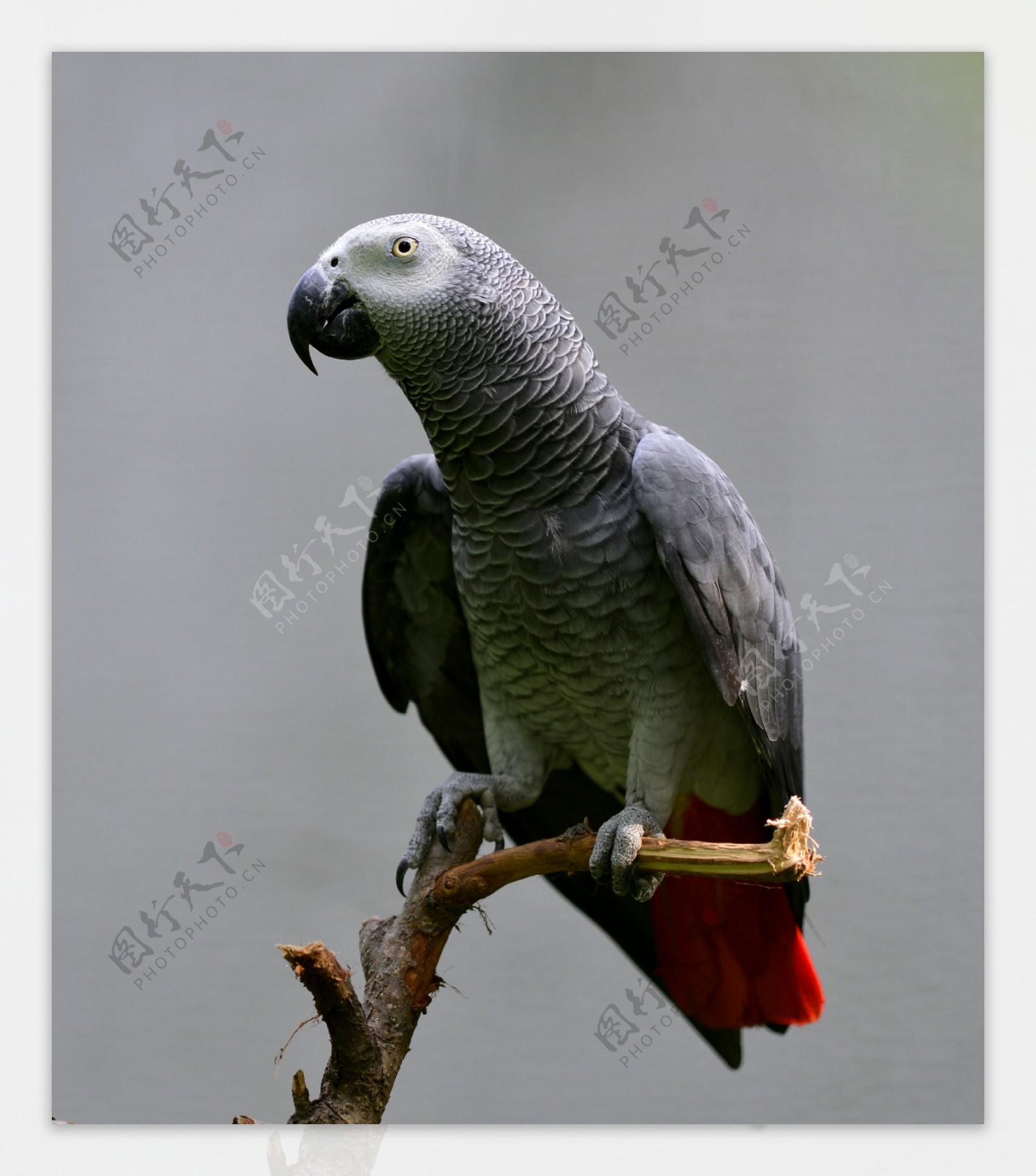 树枝上的灰色鹦鹉图片
