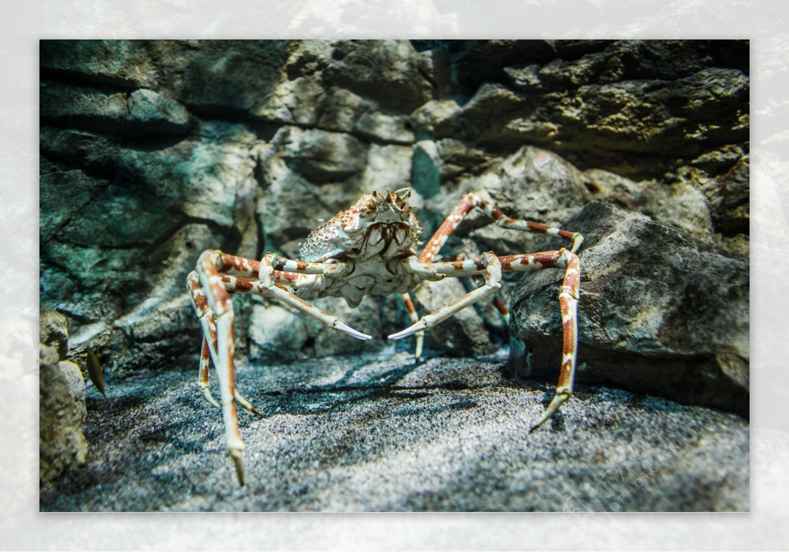 蜘蛛蟹摄影图片